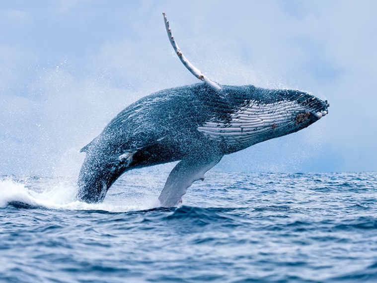 ホエールウォッチングクルーズ