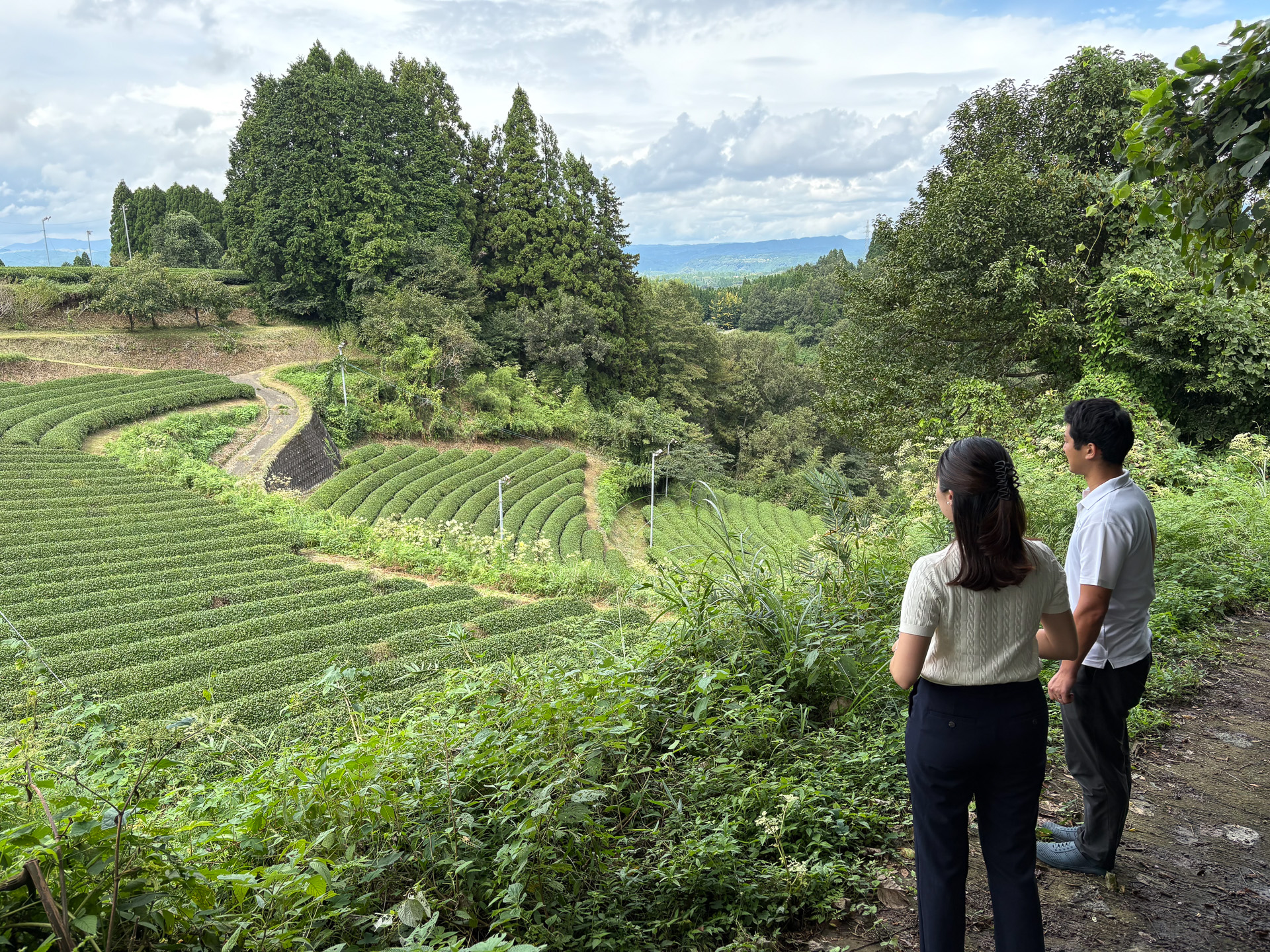 世界農業遺産の地、五ヶ瀬町の茶園