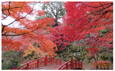 紅葉と梅の花が同時に見られることもある「熱海梅園」