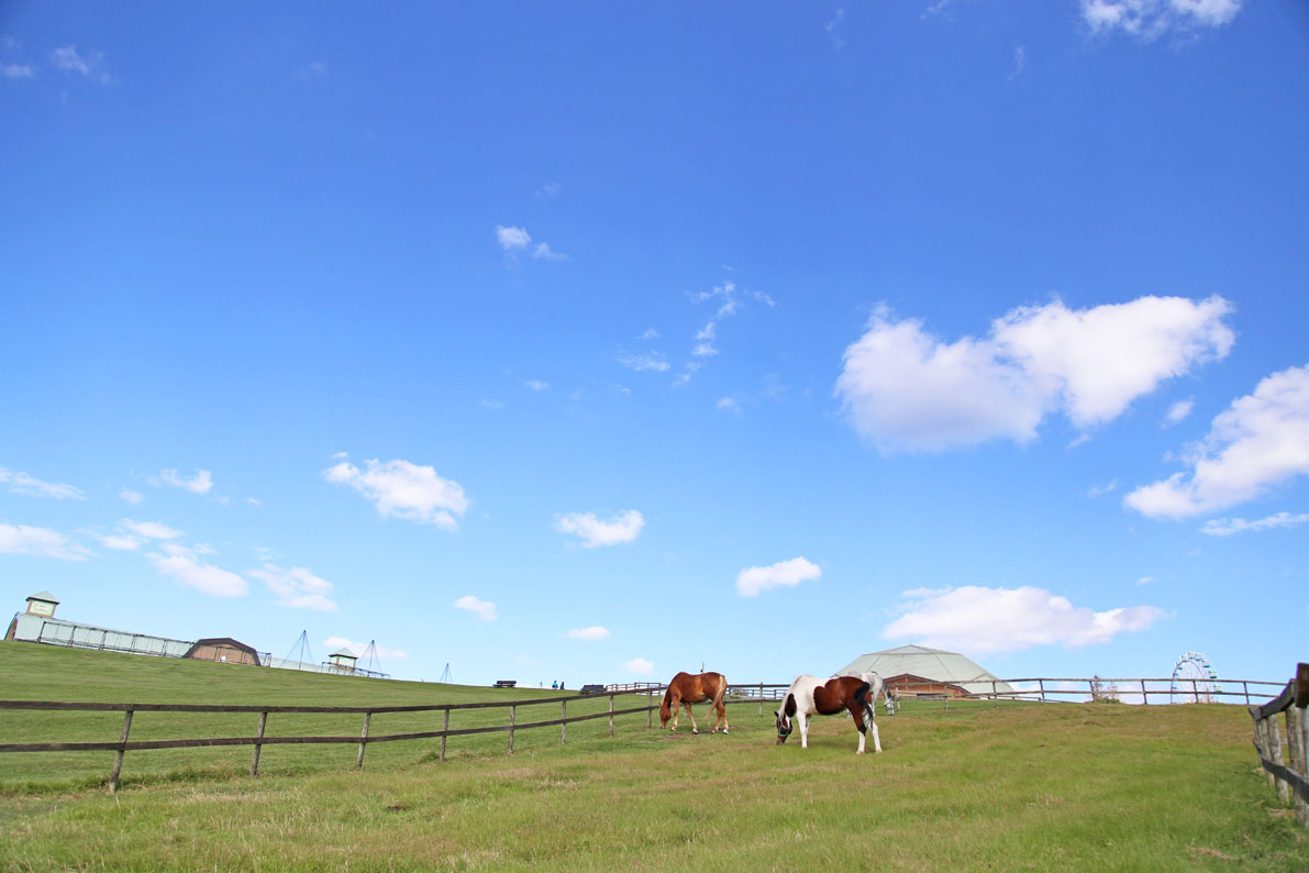そごう千葉店「馬のお世話体験＆牧場グルメ満喫福袋」