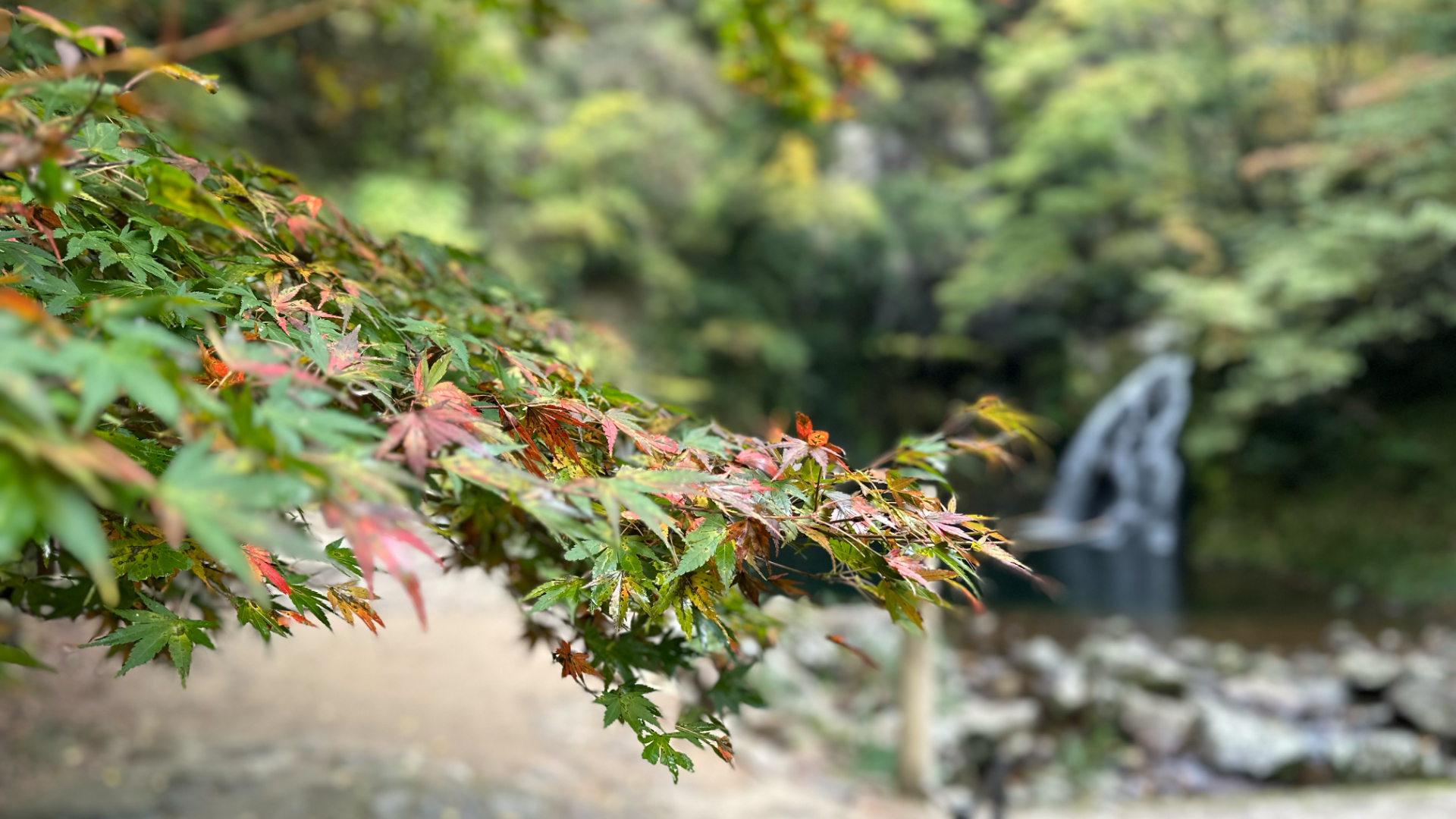 千手滝前のイロハモミジ（11月4日時点）