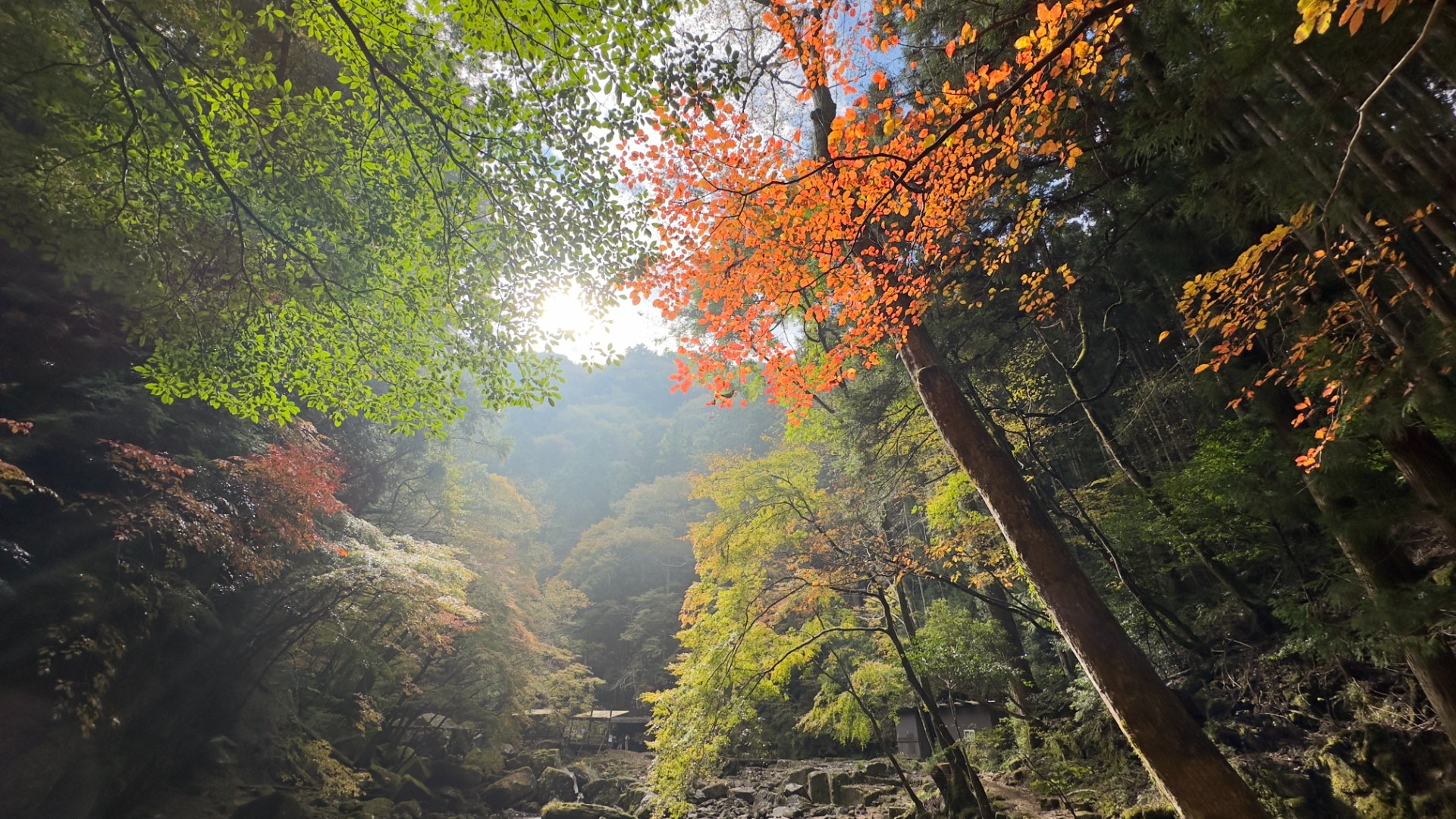 赤目四十八滝渓谷（11月4日時点）