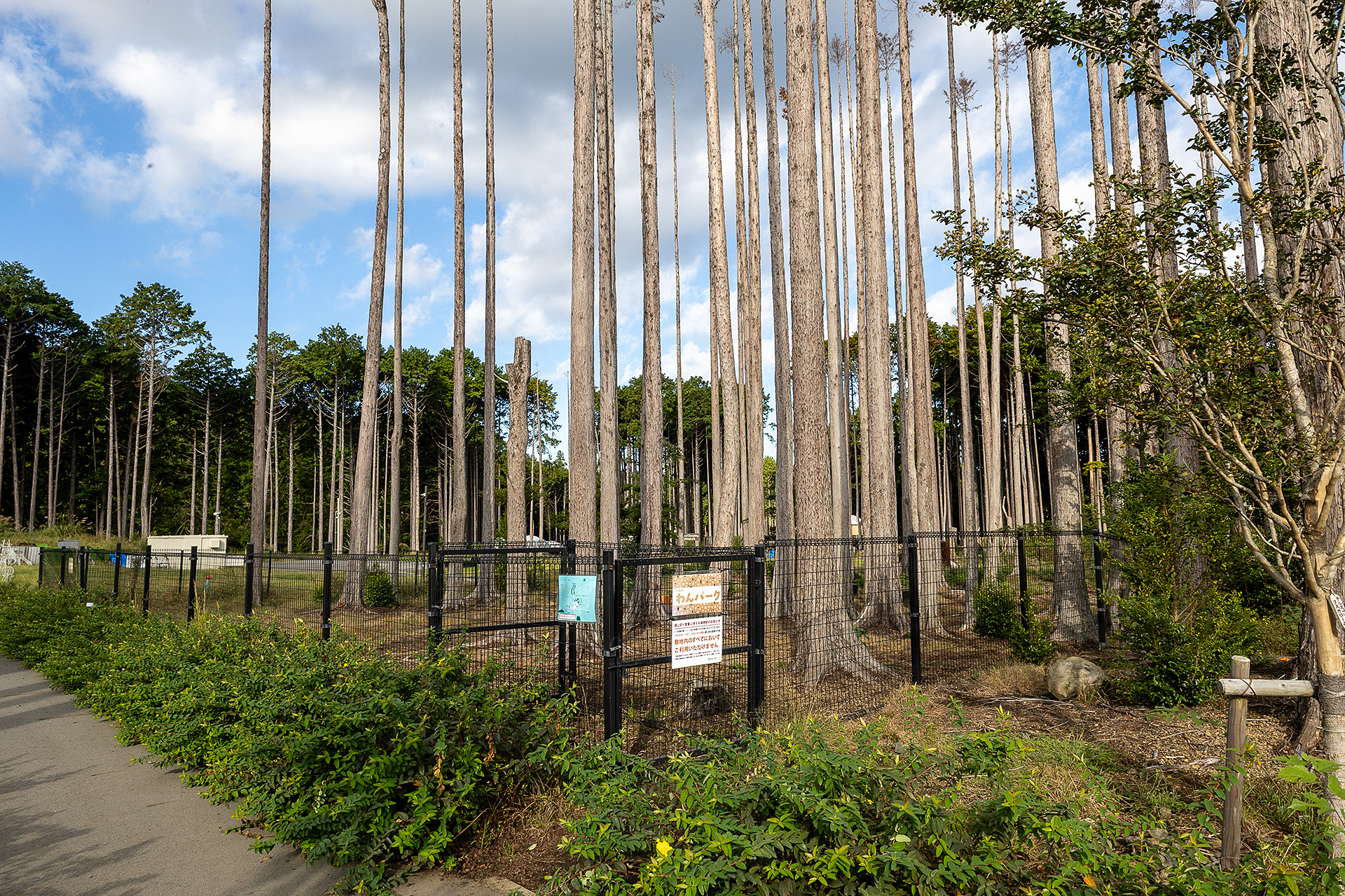 敷地内にはドッグランもある。こちら小型犬用のドッグランで、大型犬用のドッグランは現在作っているところ