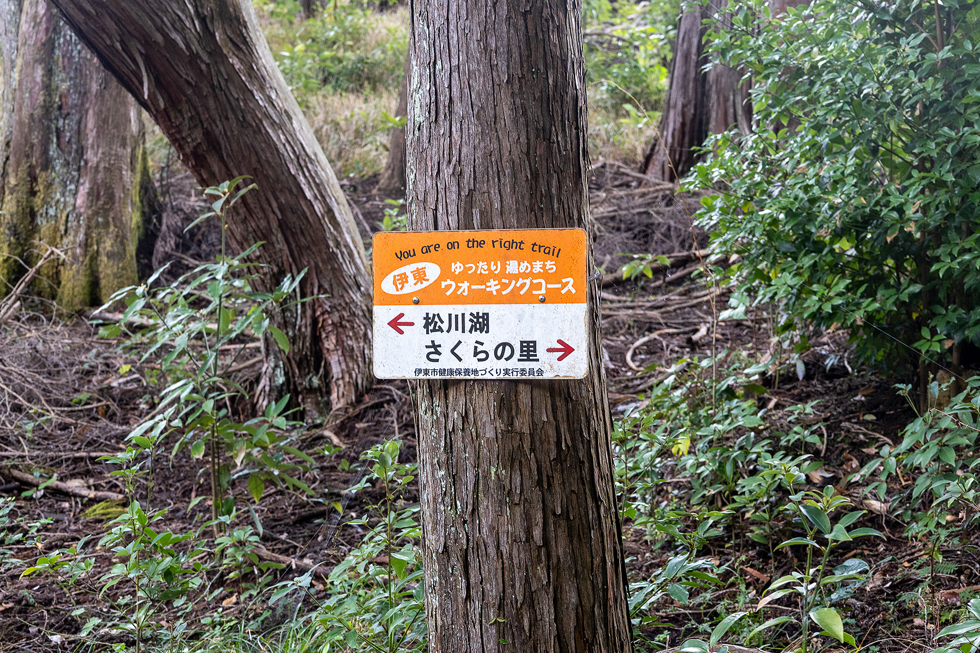 伊東のウォーキングコースの一部にもなっていて、このコースを歩くとさらに山歩きが楽しめる