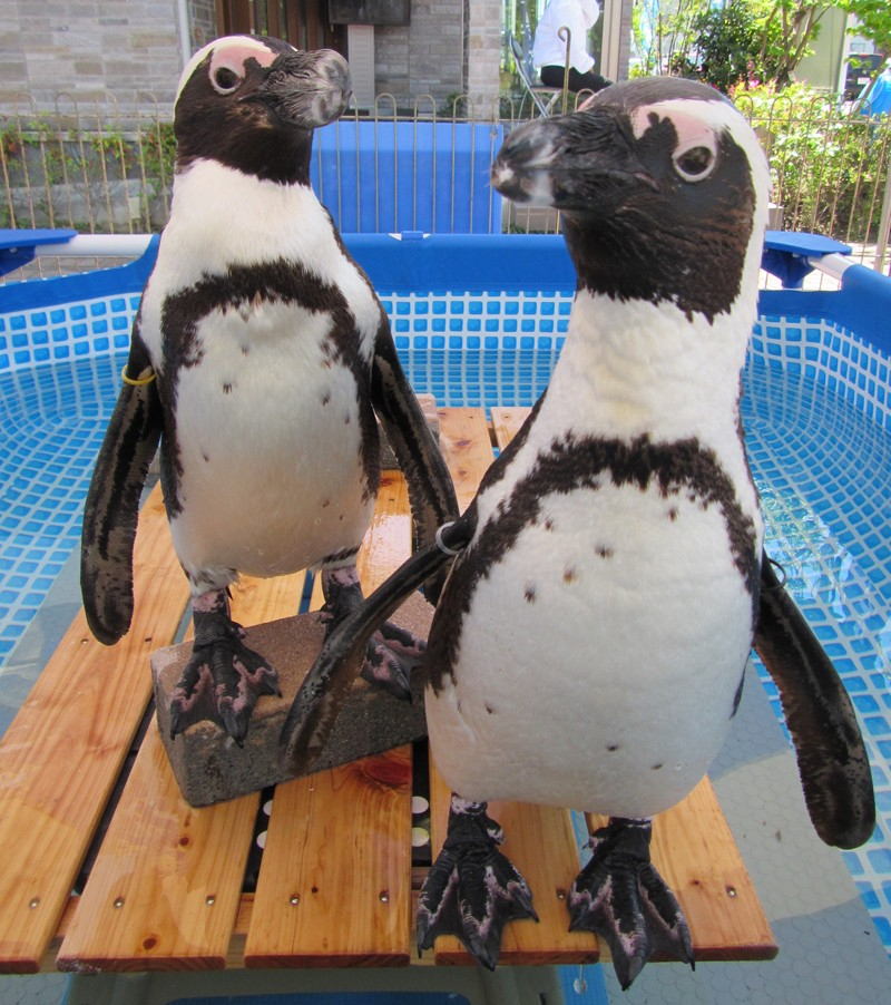 御殿場、ペンギンの展示やふれあい水槽で楽しめる「あわしまマリンパーク移動水族館」（11月9日）