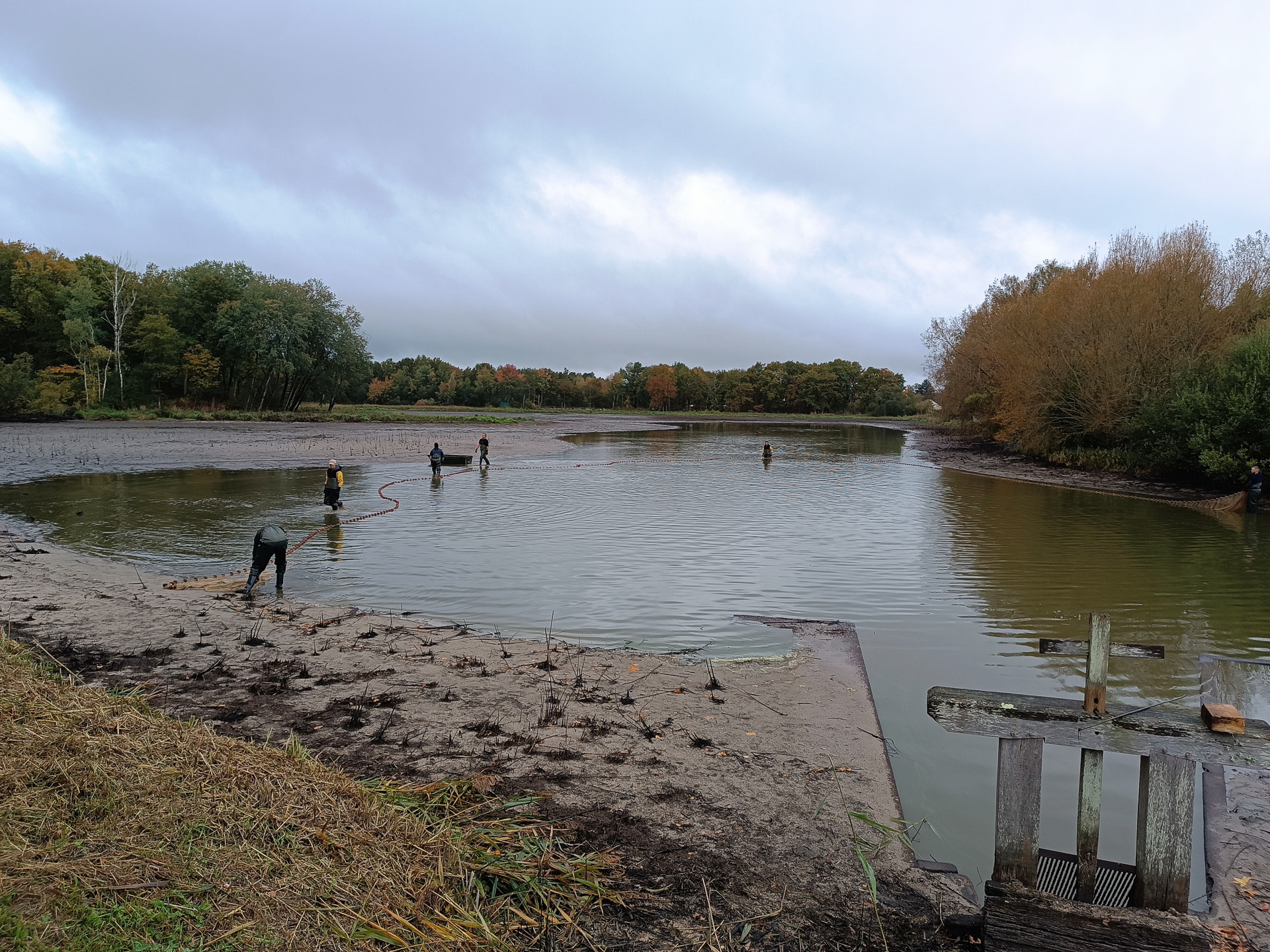 抜群のチームワークで魚を囲んで捕っていく漁師たち