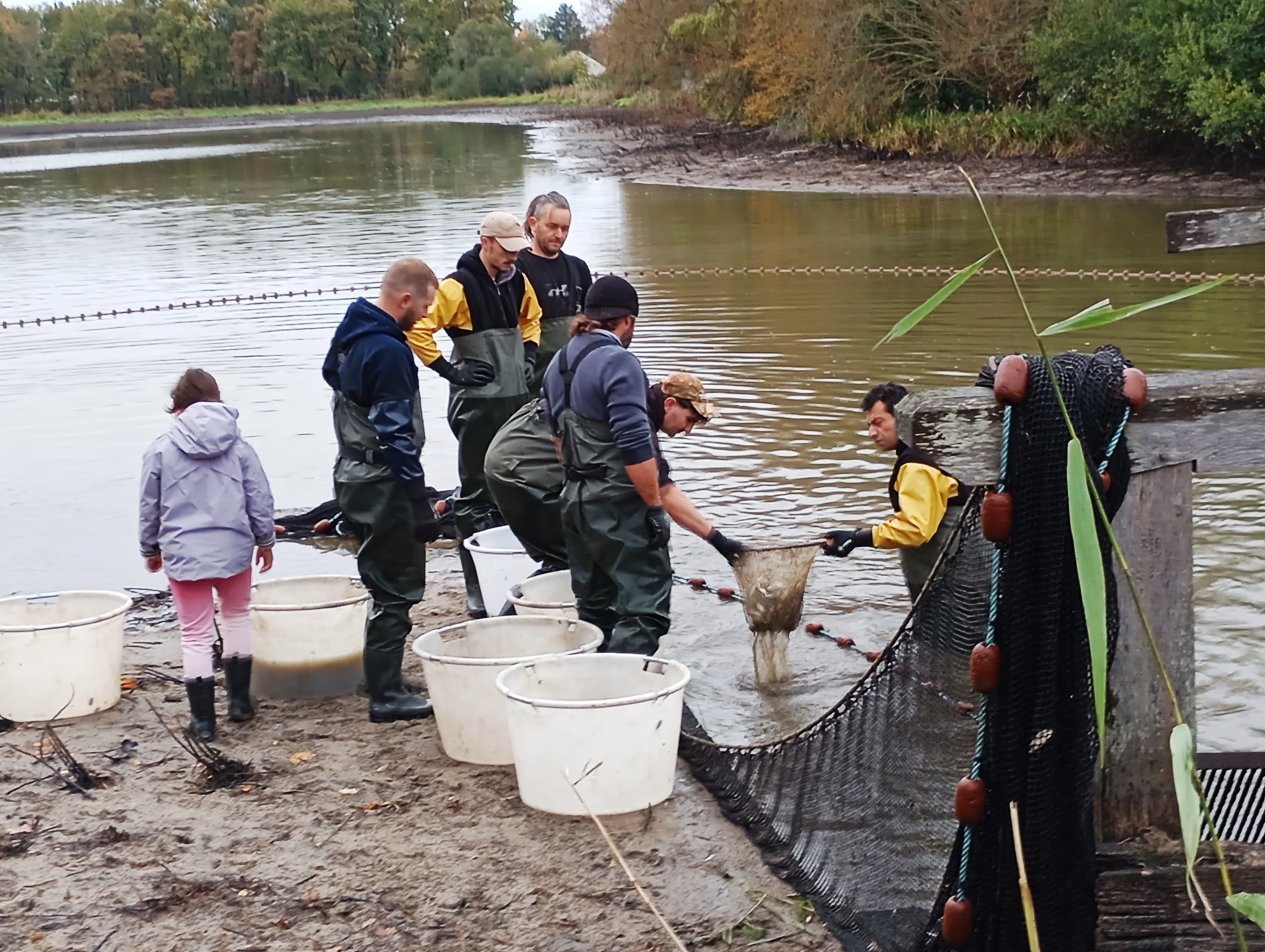 抜群のチームワークで魚を囲んで捕っていく漁師たち