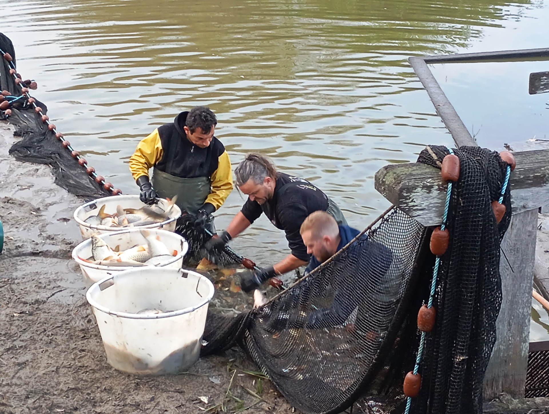 抜群のチームワークで魚を囲んで捕っていく漁師たち