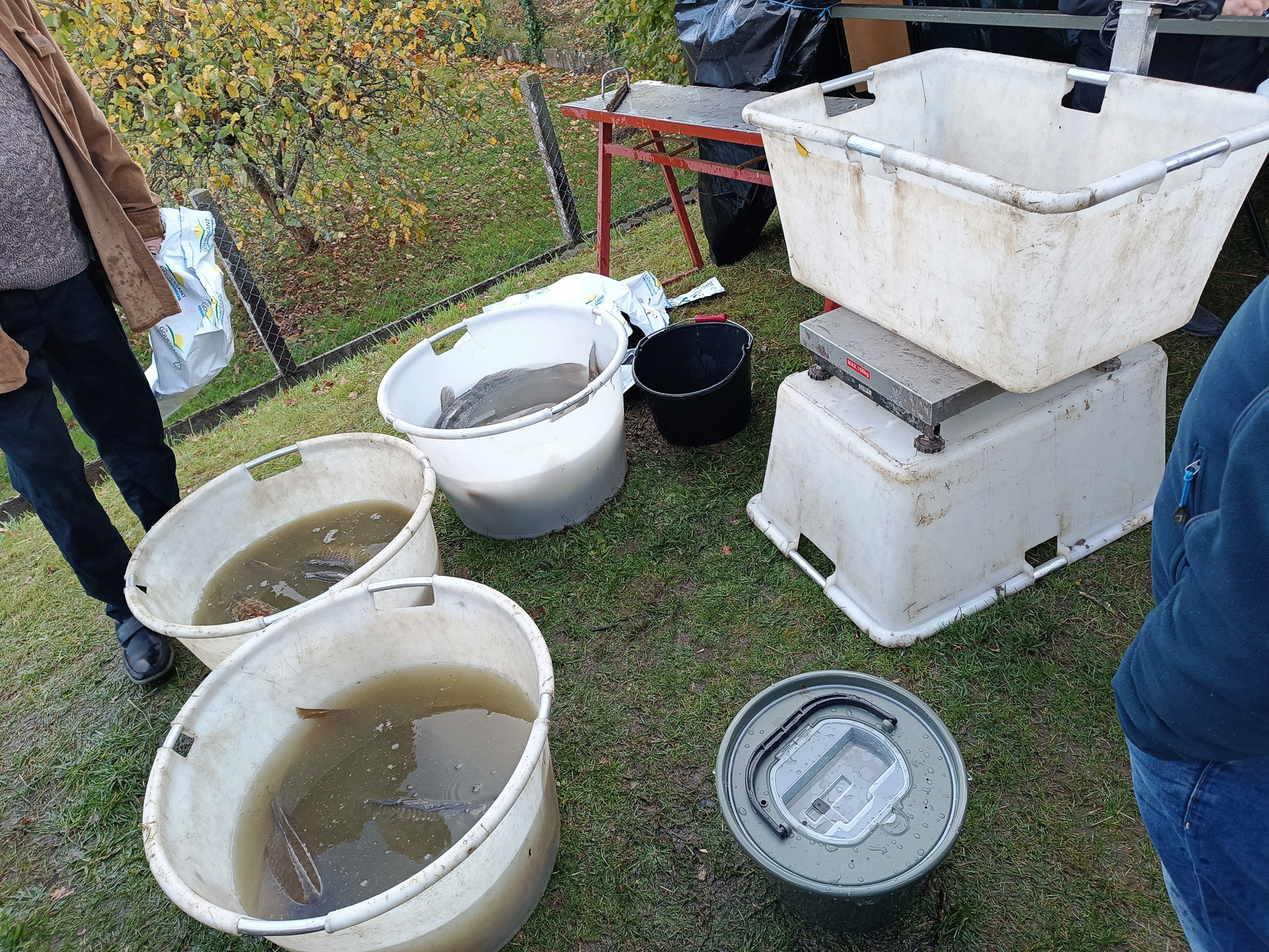 選別後の魚を買うと、魚屋で買うのとは違い、中型魚以上は頭に衝撃を与えて締めてはくれるものの、あとは自分で処理をします。小さな魚を買った人たちは、持参したバケツに水と一緒に入れていました