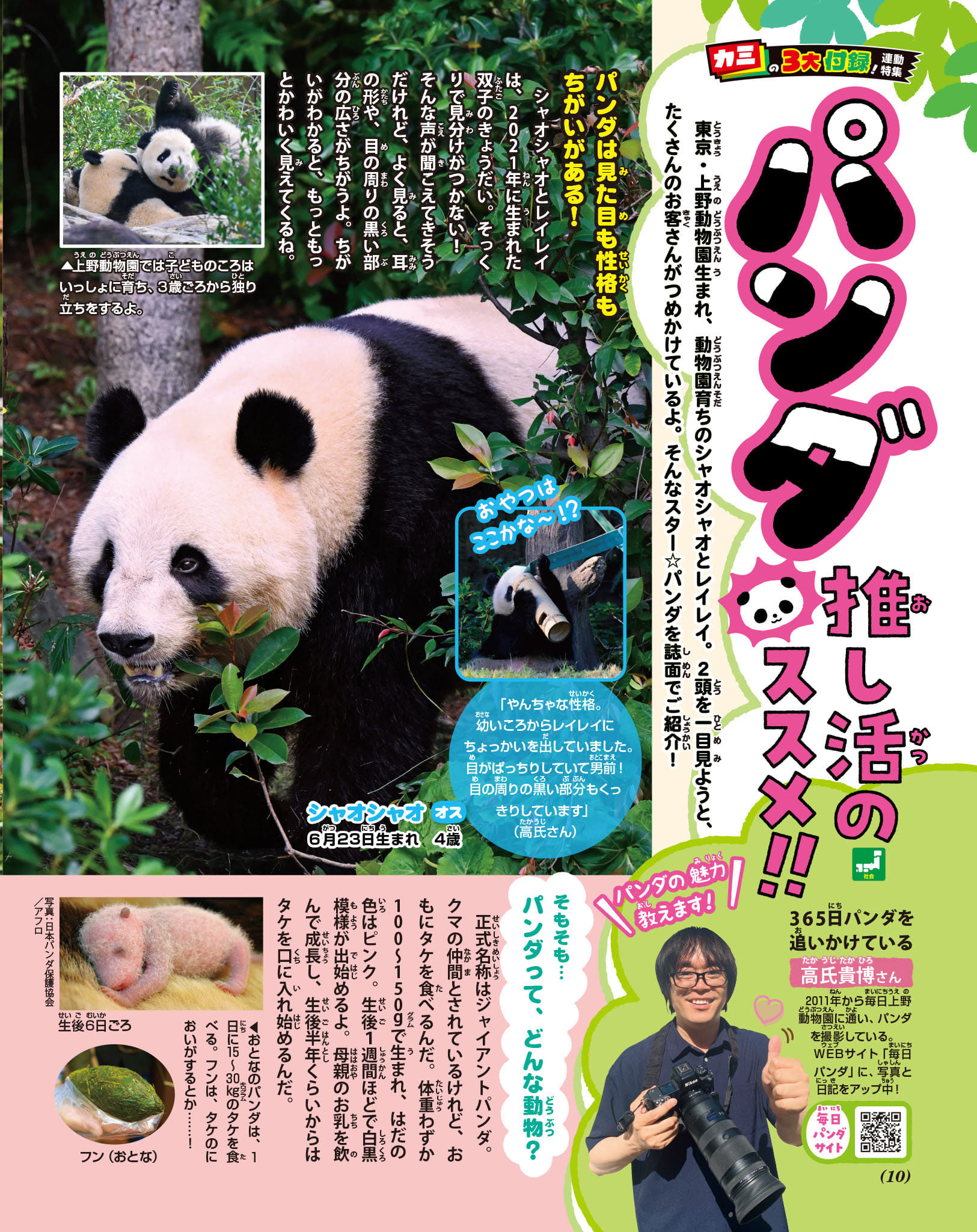 2026年2月に中国へ返還予定の東京・上野動物園のパンダや、和歌山アドベンチャーワールド、神戸市立王子動物園にいたパンダを紹介