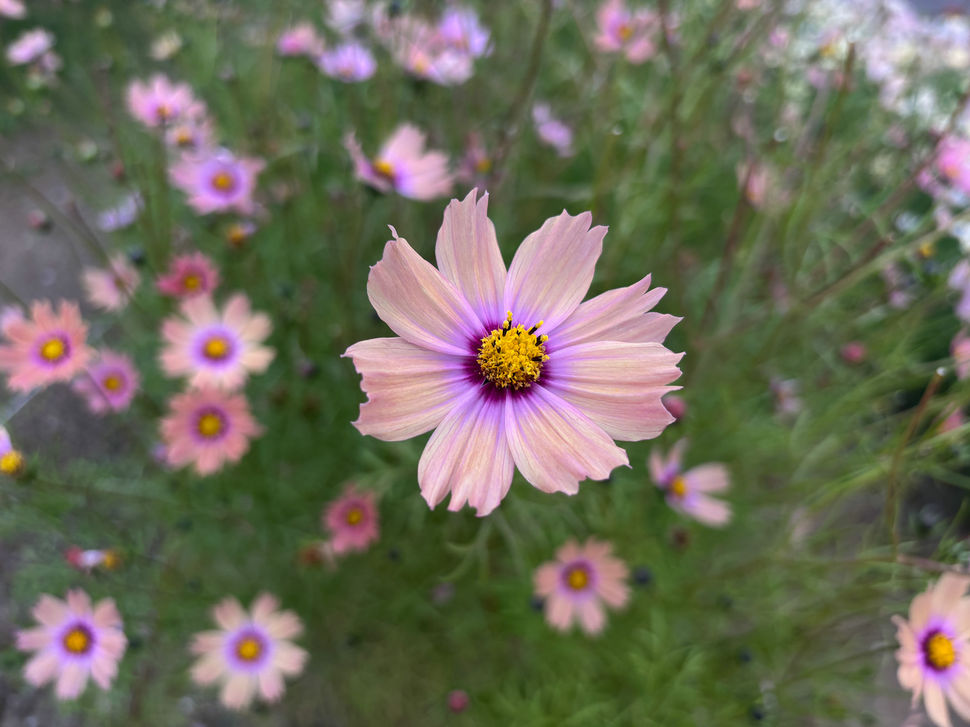秋桜もきれいに咲いてました