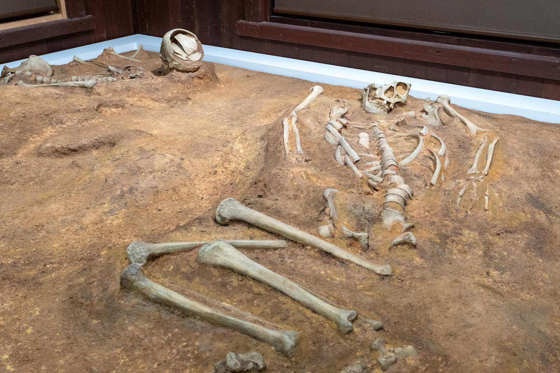 八丈島で発見された縄文時代の「湯浜遺跡」と「倉輪遺跡」に関する貴重な展示。土器や石器、埋葬されたとされる人骨のレプリカなど