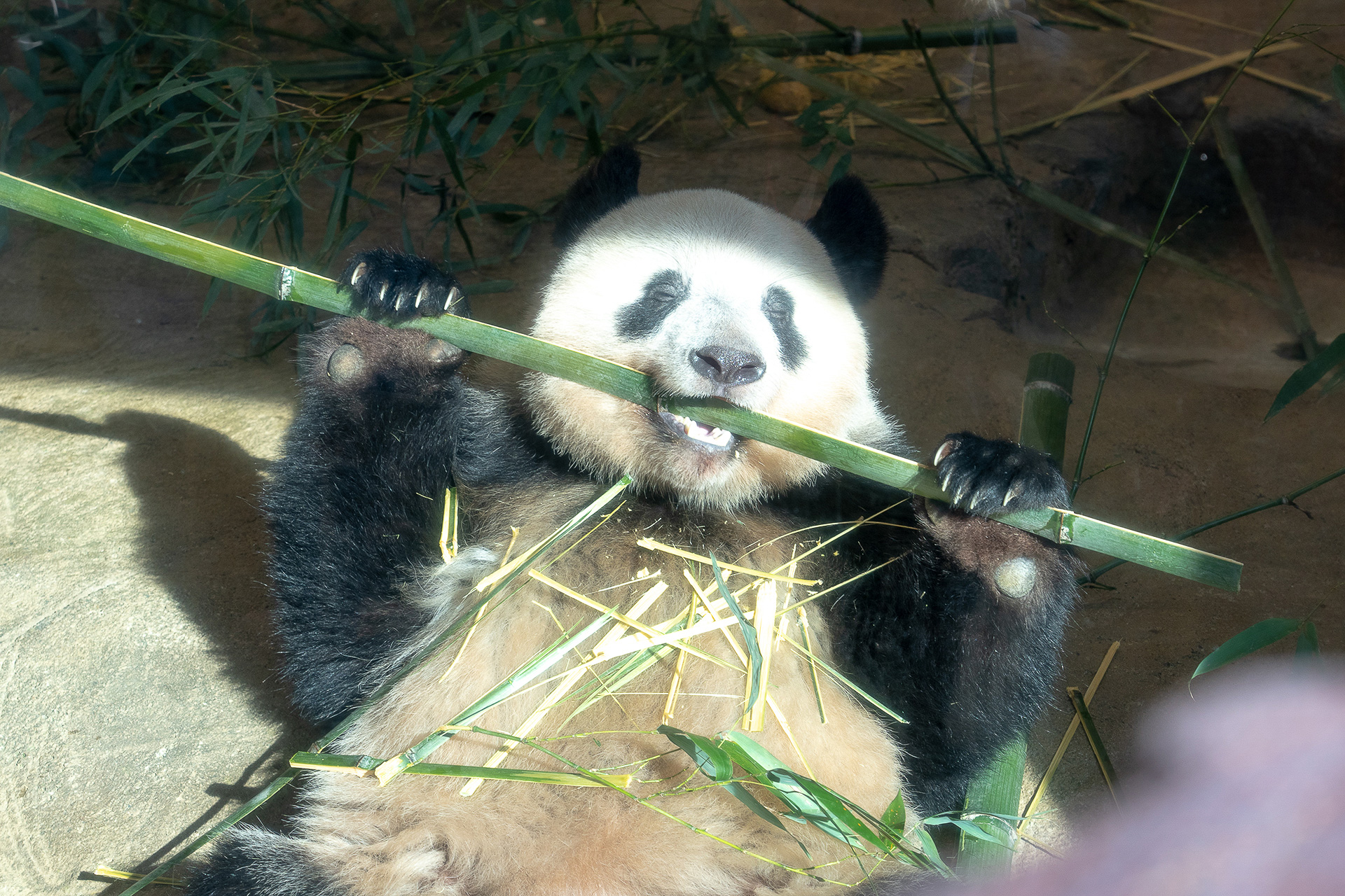 上野動物園のパンダ観覧方法が変更に