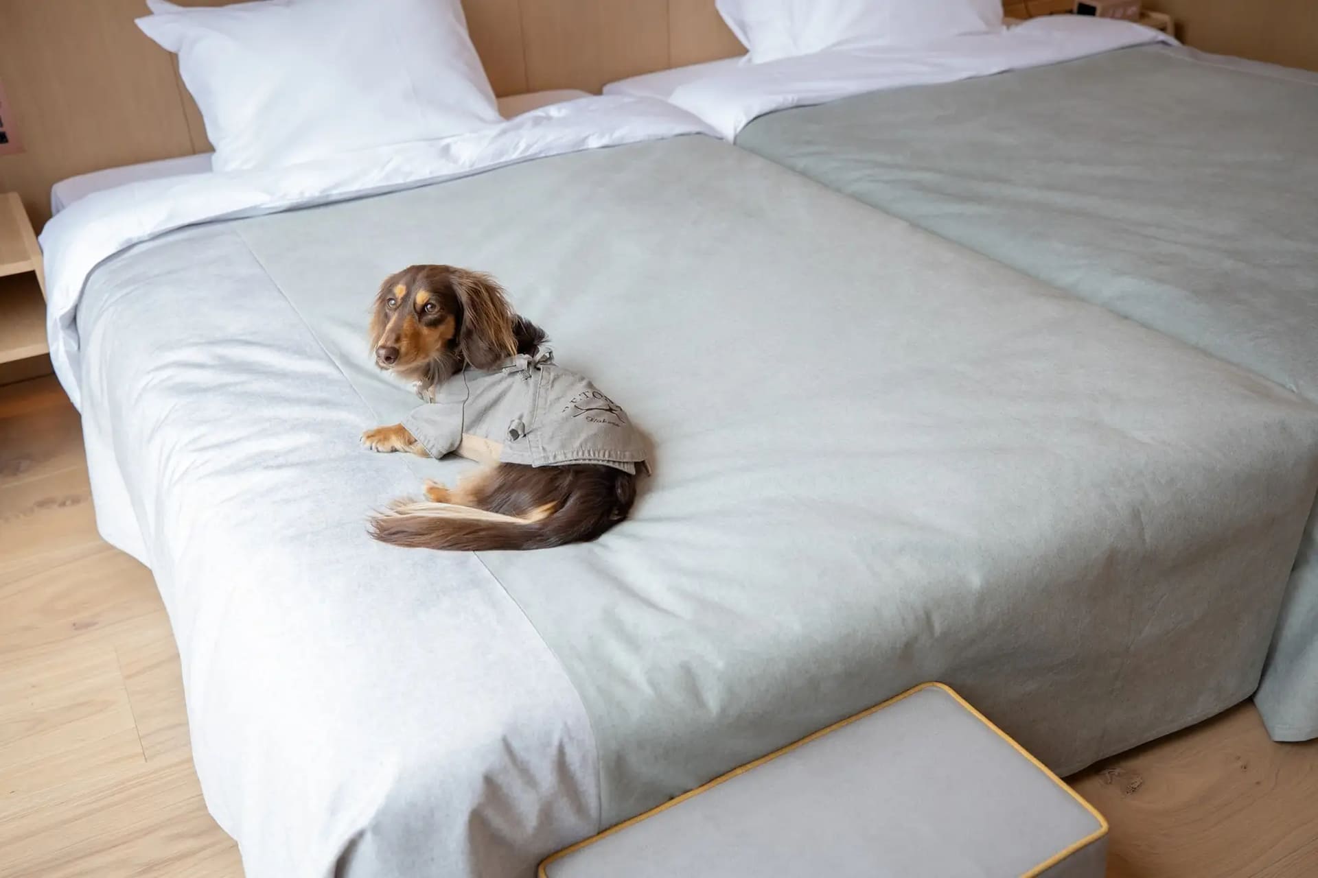 犬がベッドに上がりやすいようステップを設置