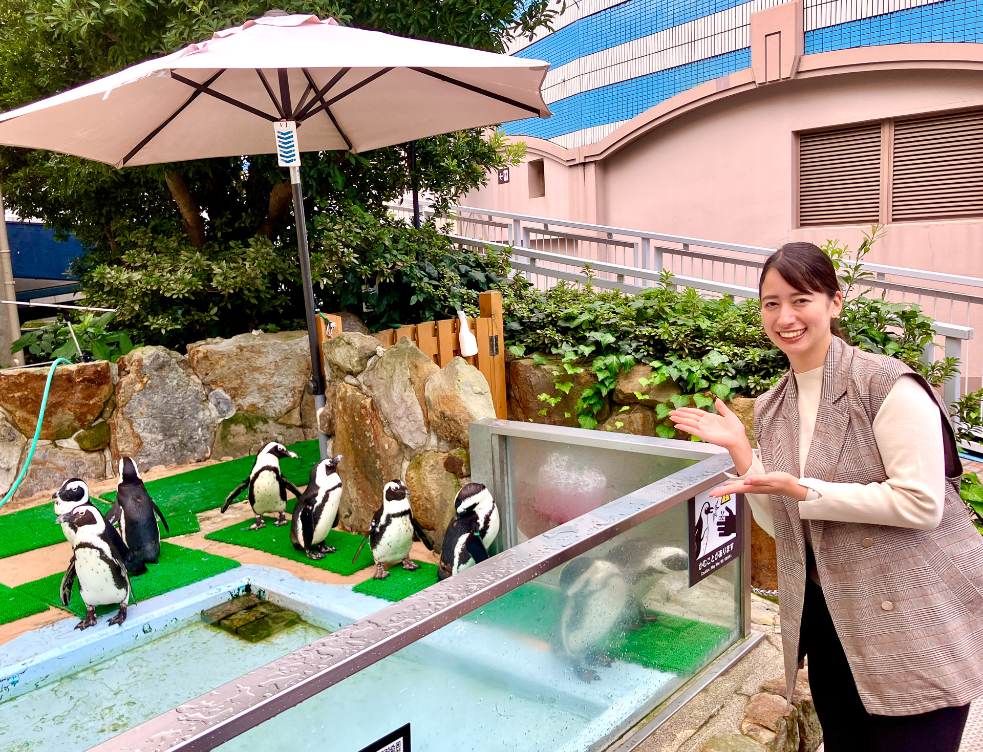 アドベンチャーワールドにいるケープペンギンたち