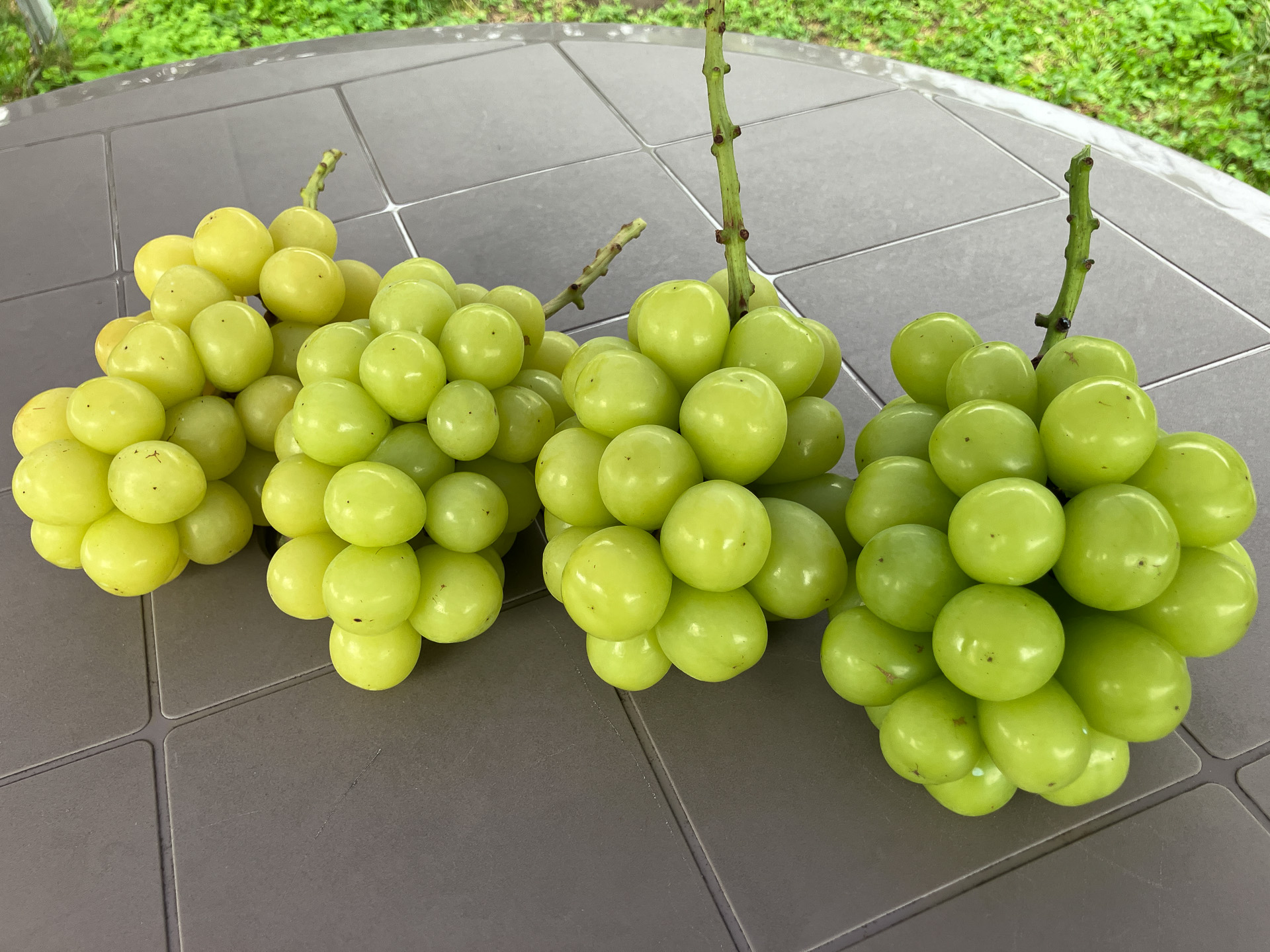 シャインマスカット