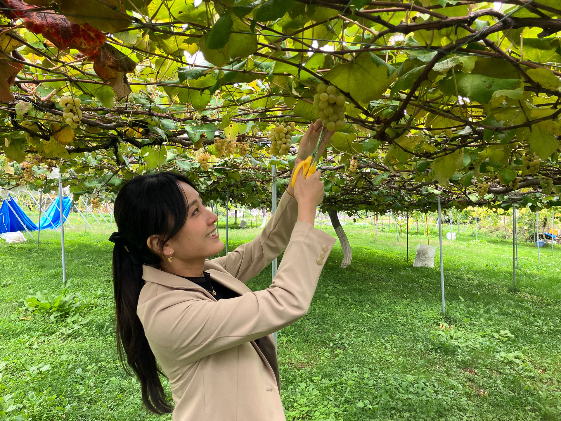 ぶどう狩りの様子