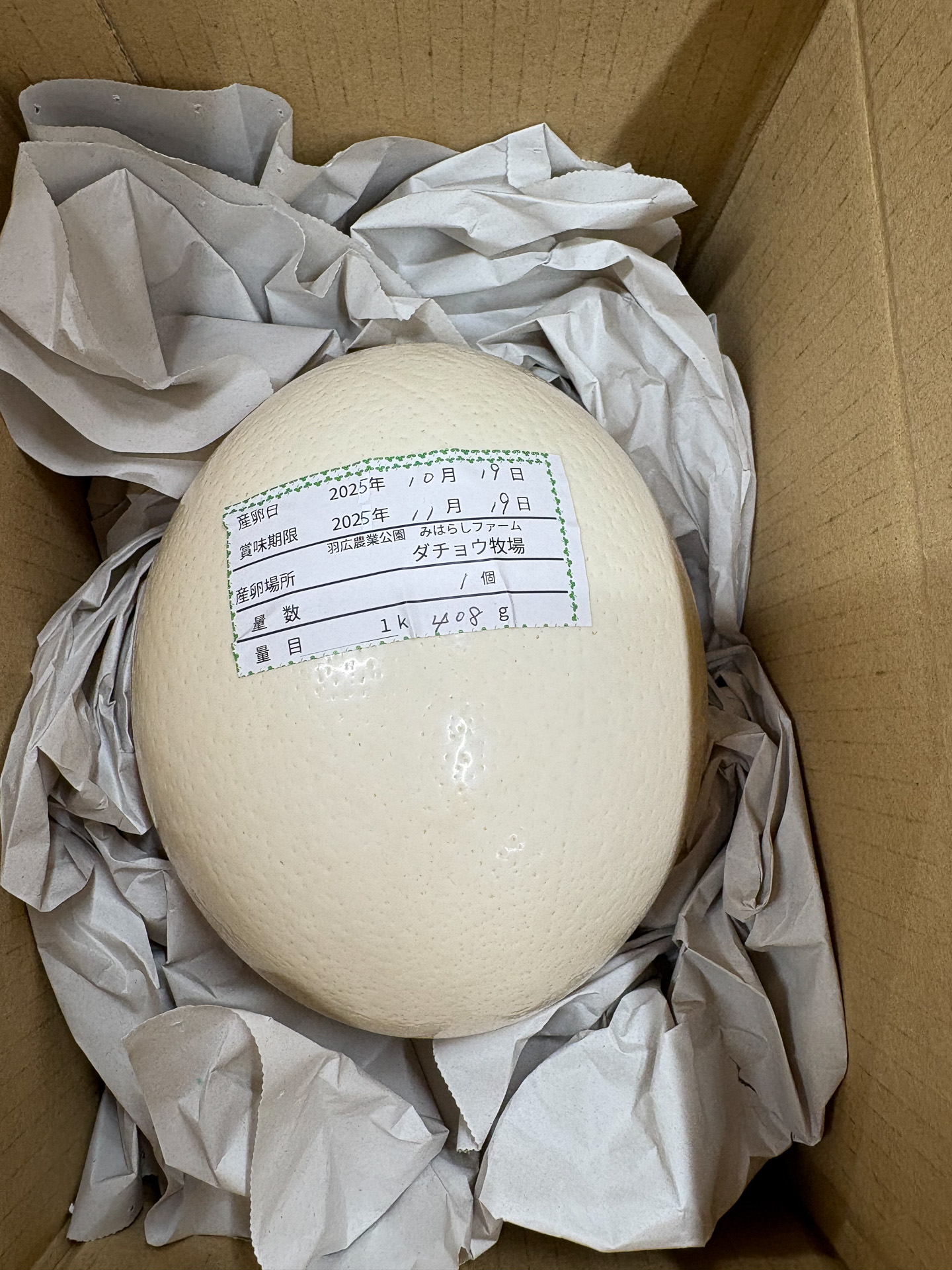 ダチョウのタマゴ