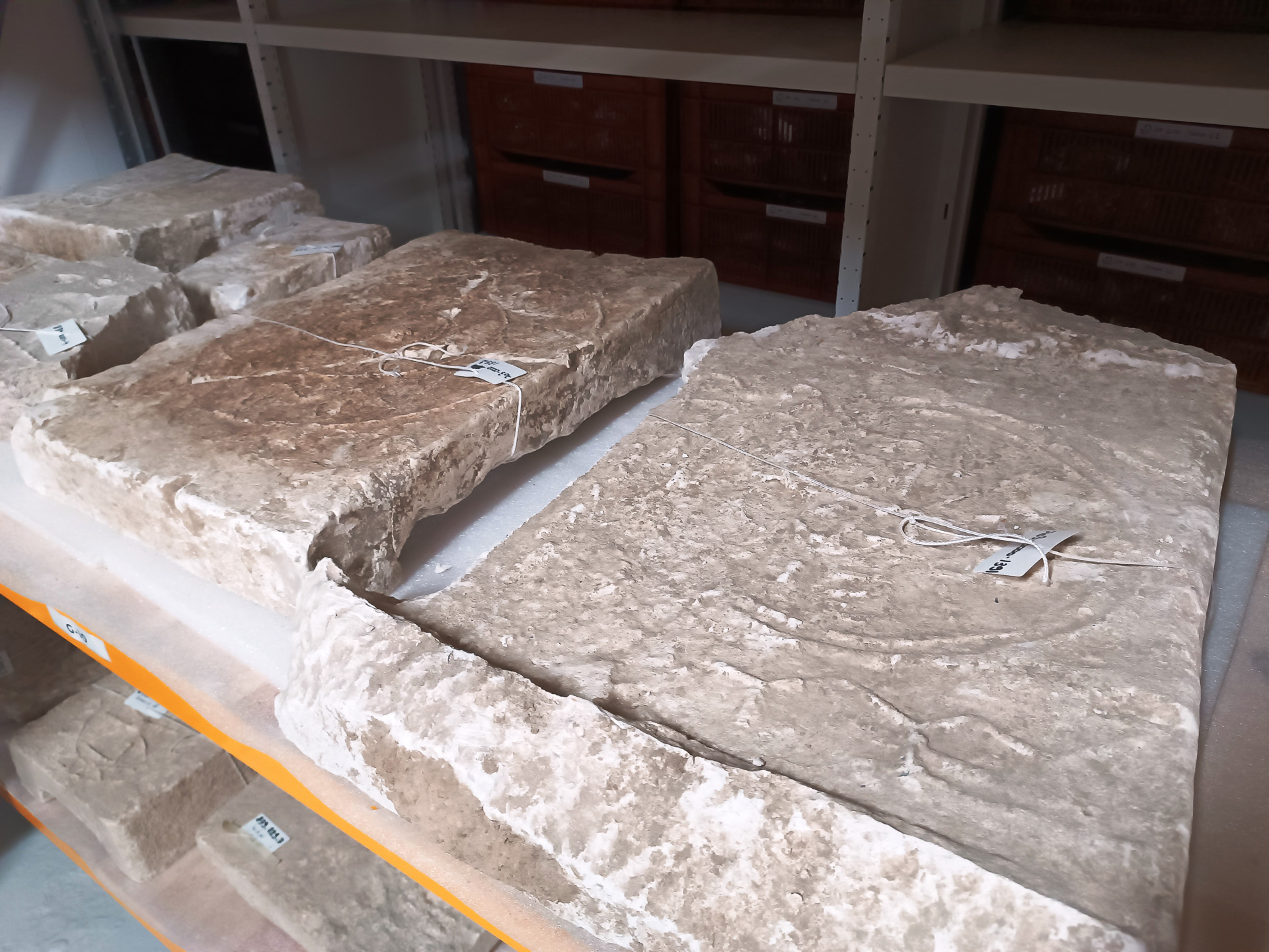 発掘現場で見つかったものが整然と並んでいます