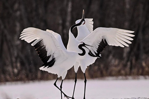 雪景色のなかのタンチョウの夫婦