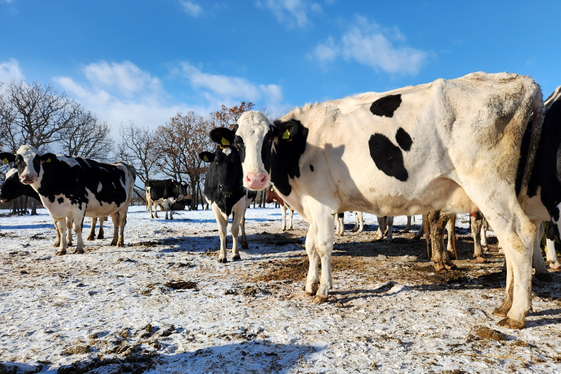 北海道日高町にある直営の放牧酪農場で搾った牛乳などを使用し、北海道の原材料にこだわる