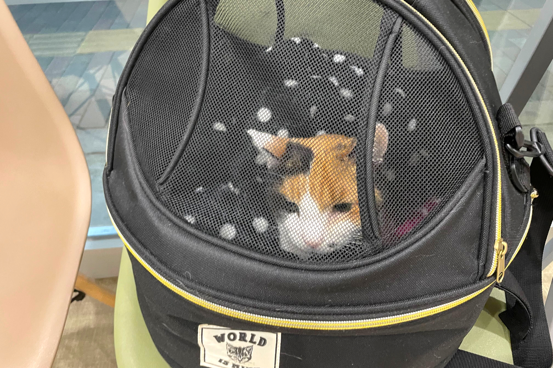 ペットをJR列車内に持ち込む際は「手回り品きっぷ」が必要。JRに改めてルールを聞いてみた