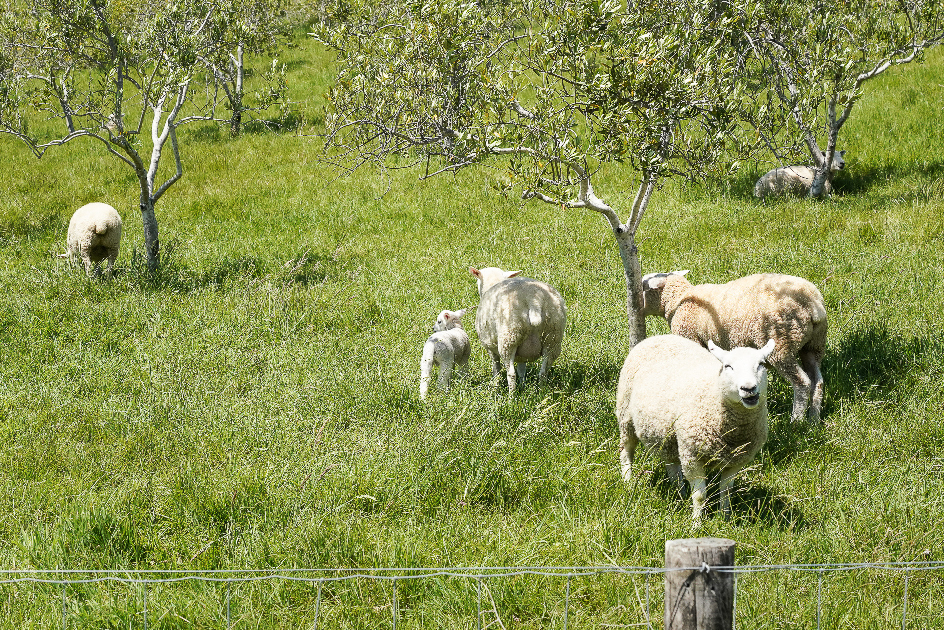 道路沿いの牧場ではたくさんの羊を見かけることも
