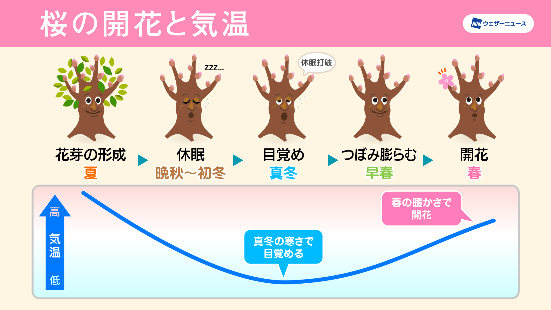 桜開花のメカニズム。冷え込みも開花に必要