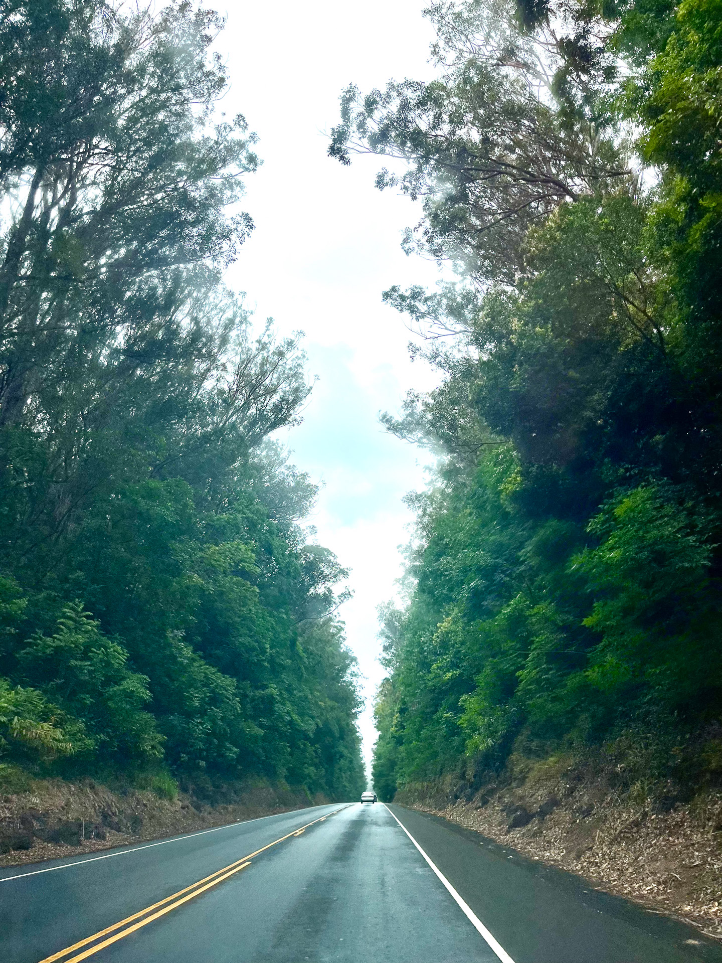 前の車の大きさと比較すると道路脇の木々の高さがイメージできる