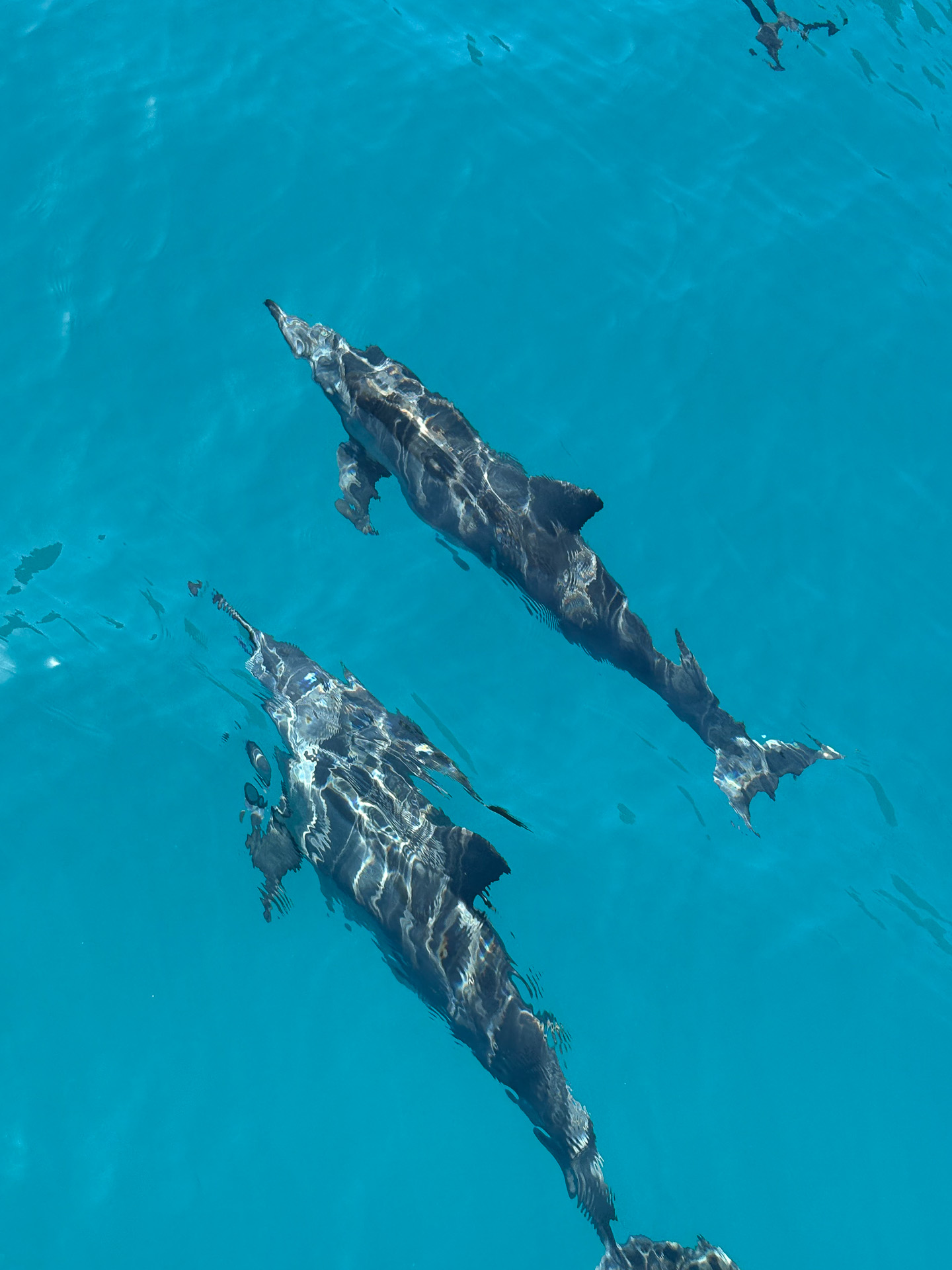 イルカにも遭遇。スノーケルスポットもある