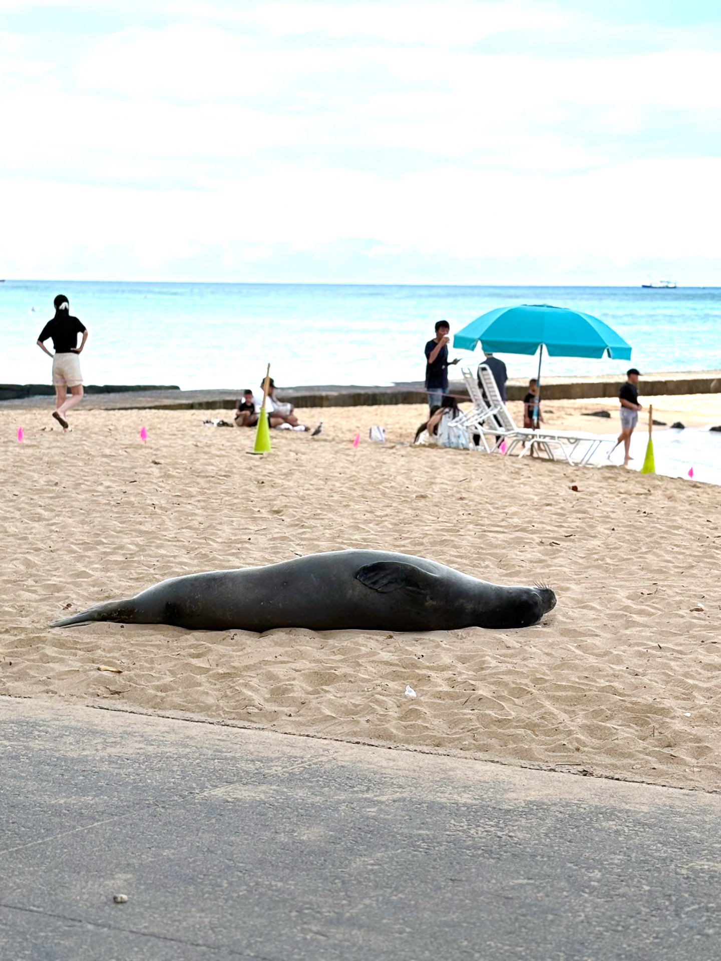 ワイキキビーチでスヤスヤと眠るハワイアン・モンクシール