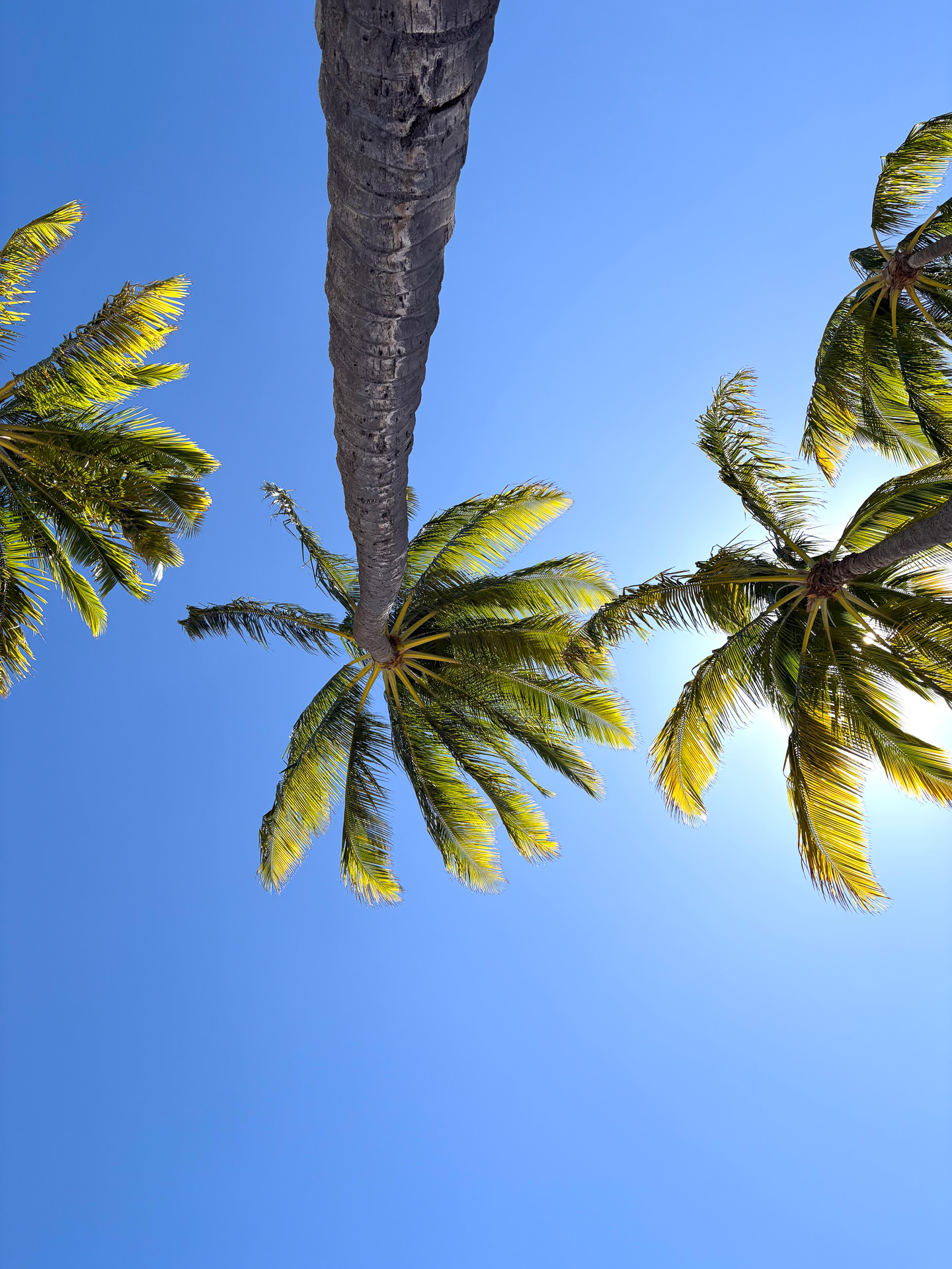 人間も公園でお昼寝を。寝っ転がってヤシの木を撮るとこうなる