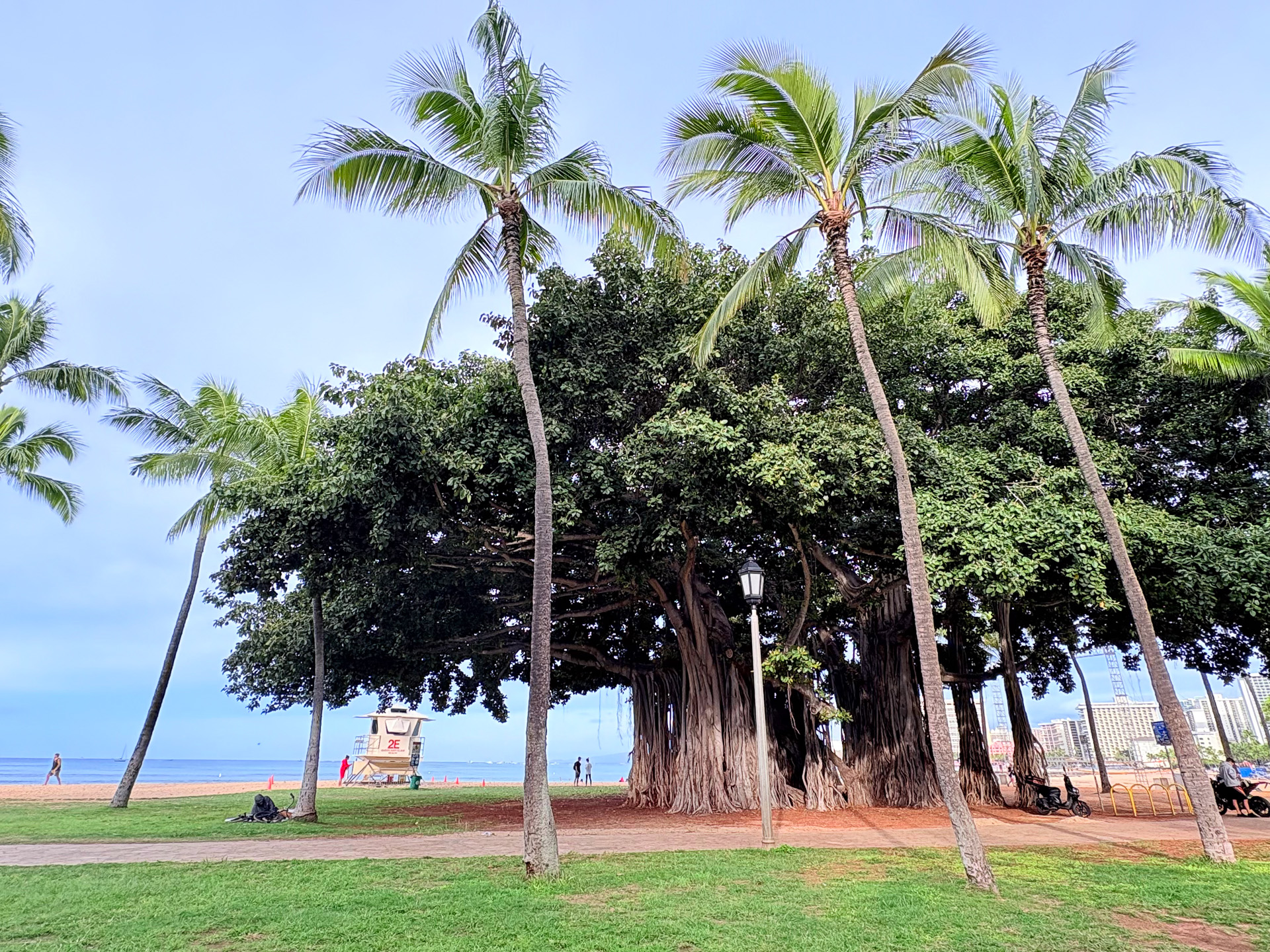 カラカウア通りからカピオラニ公園の入り口に差し掛かった位置にあるバニアンツリー