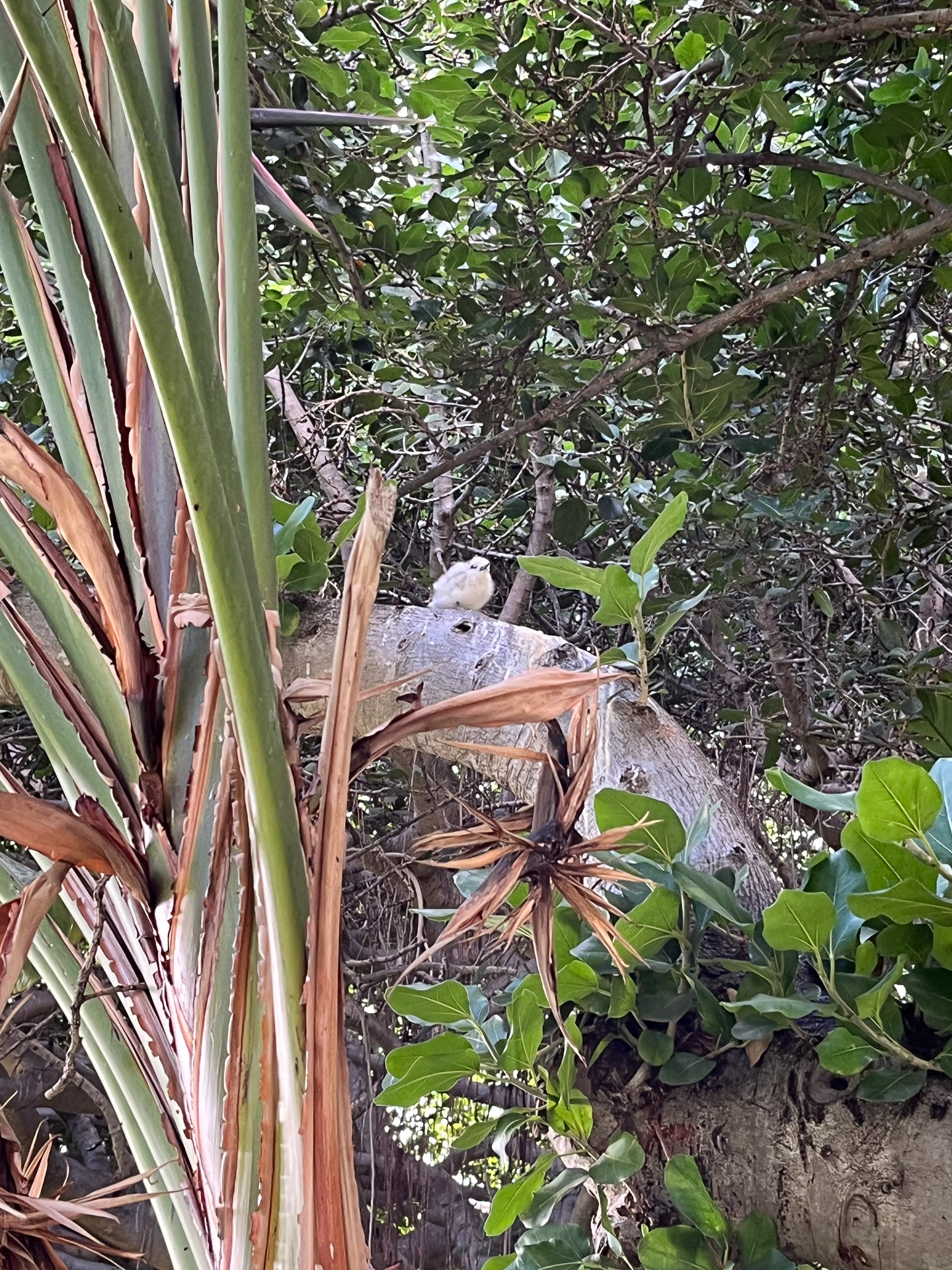 マヌオクーのヒナ。ホノルル市の鳥にも指定されている