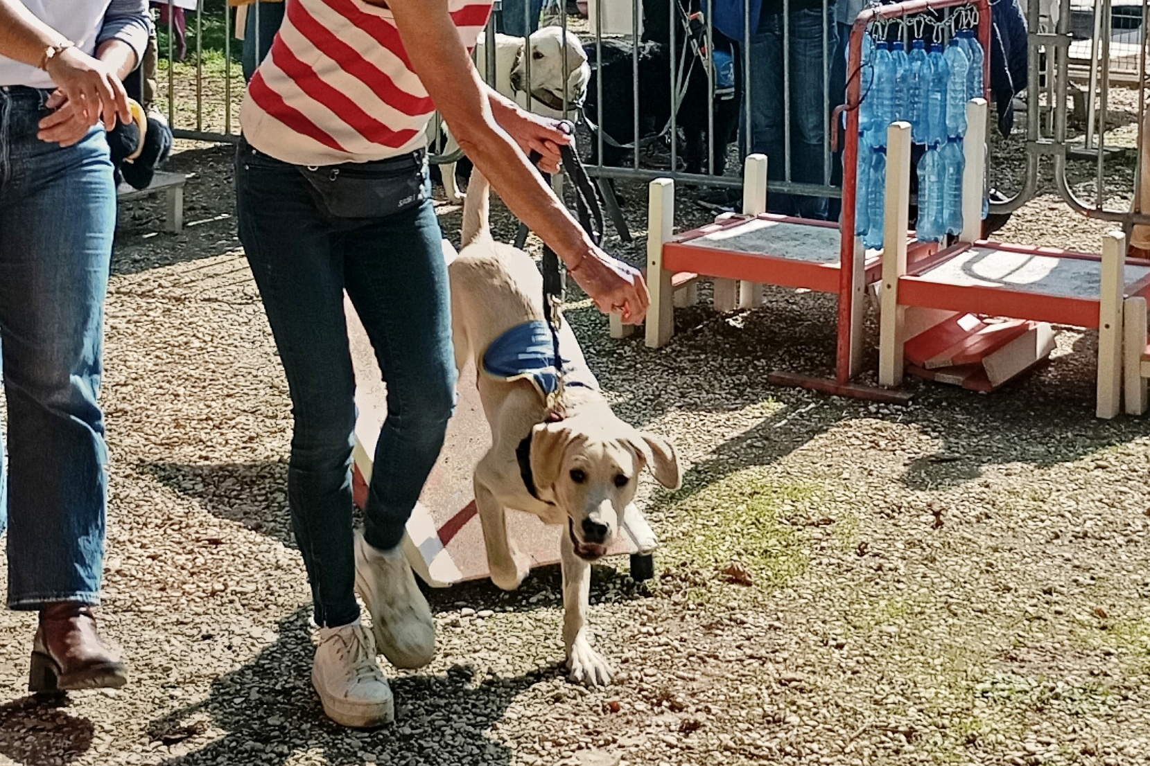 パリの盲導犬学校にいってきました