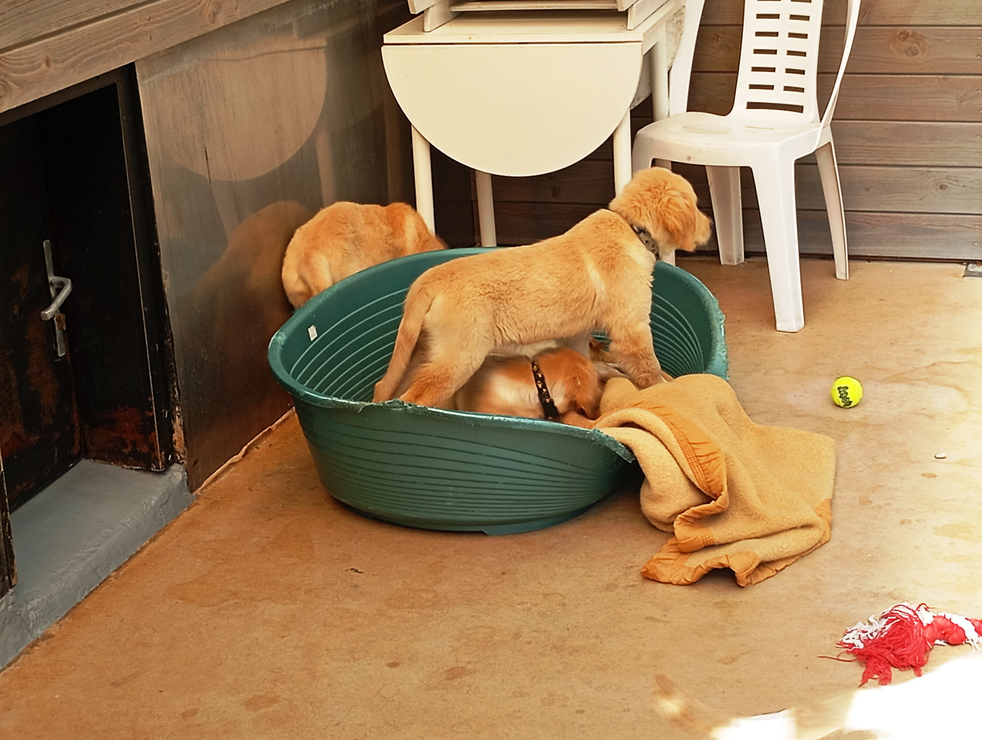 パピーウォーカーに預けられる前の子犬たち