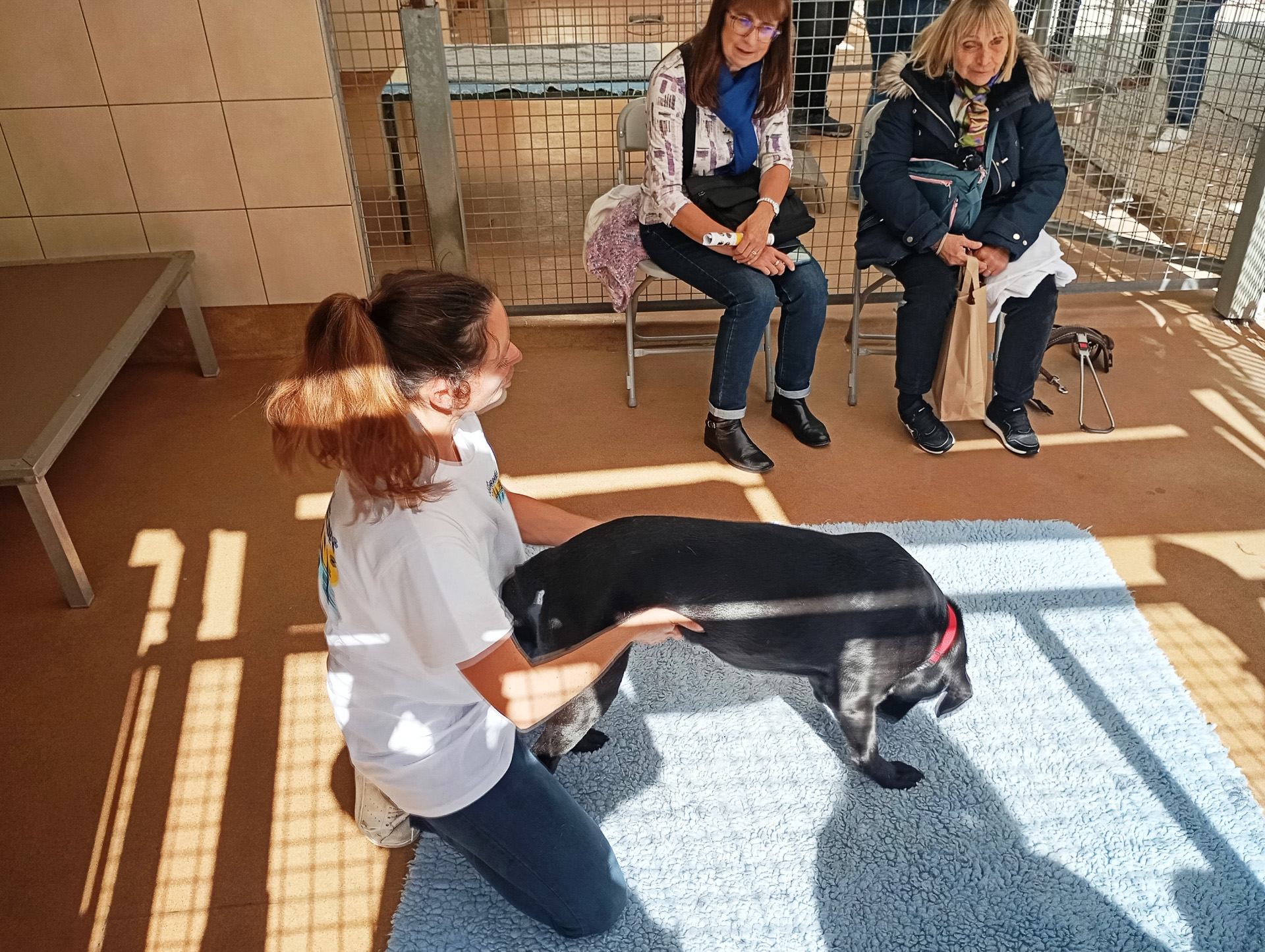 犬にオステオパシーをする様子