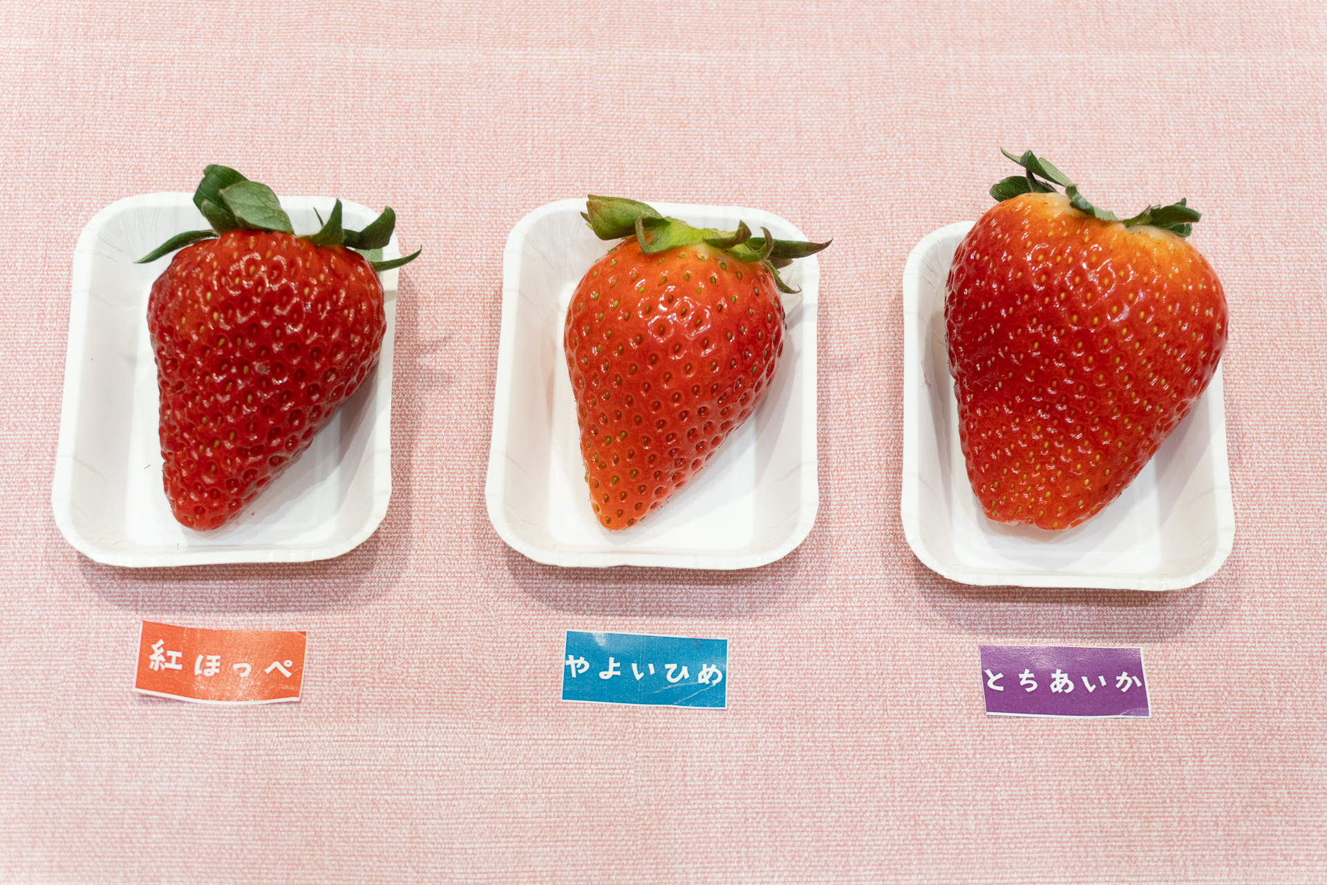 静岡県「紅ほっぺ」、群馬県「やよいひめ」、栃木県「とちあいか」