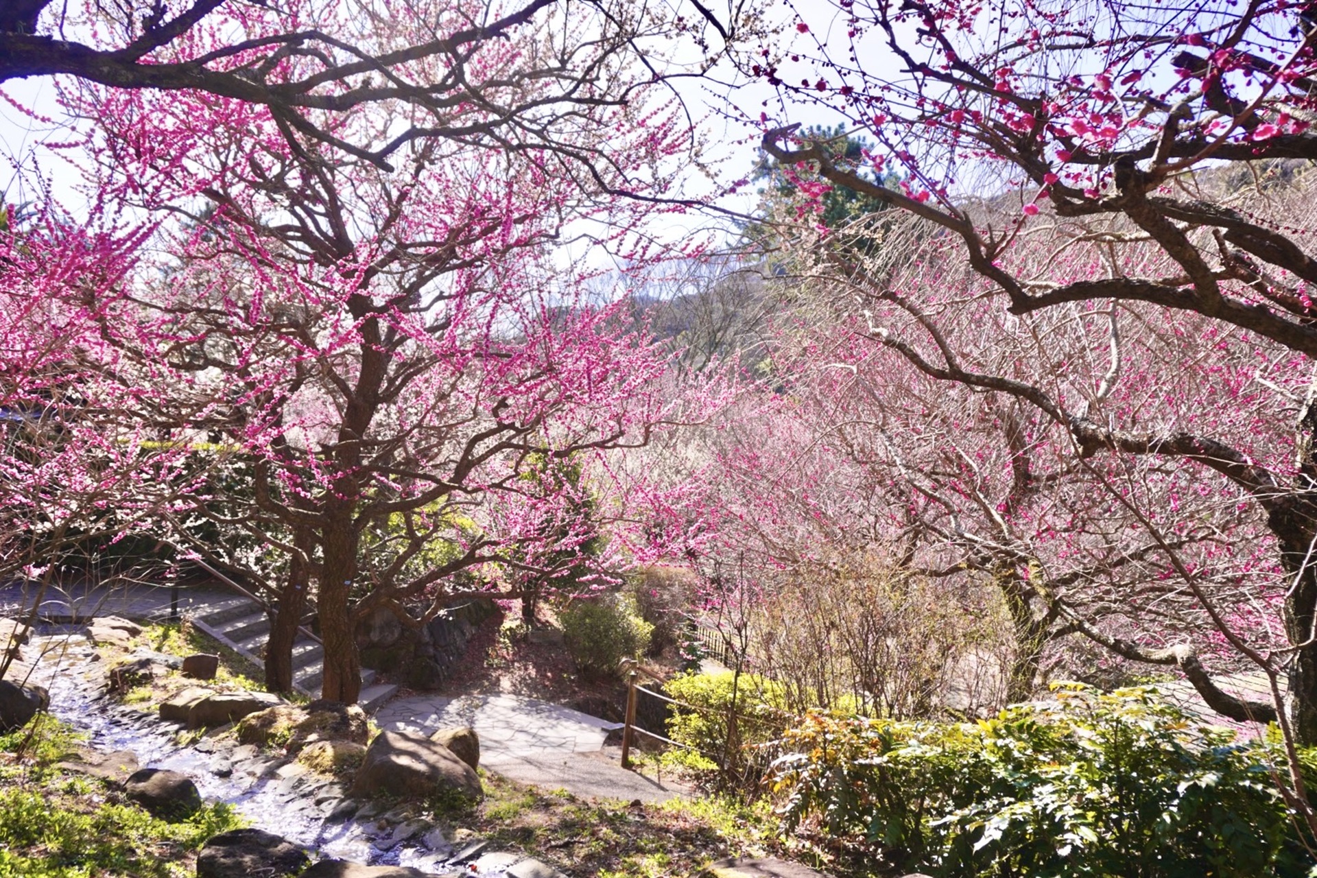 熱海の3旅館と「梅まつり」コラボの宿泊プランを販売