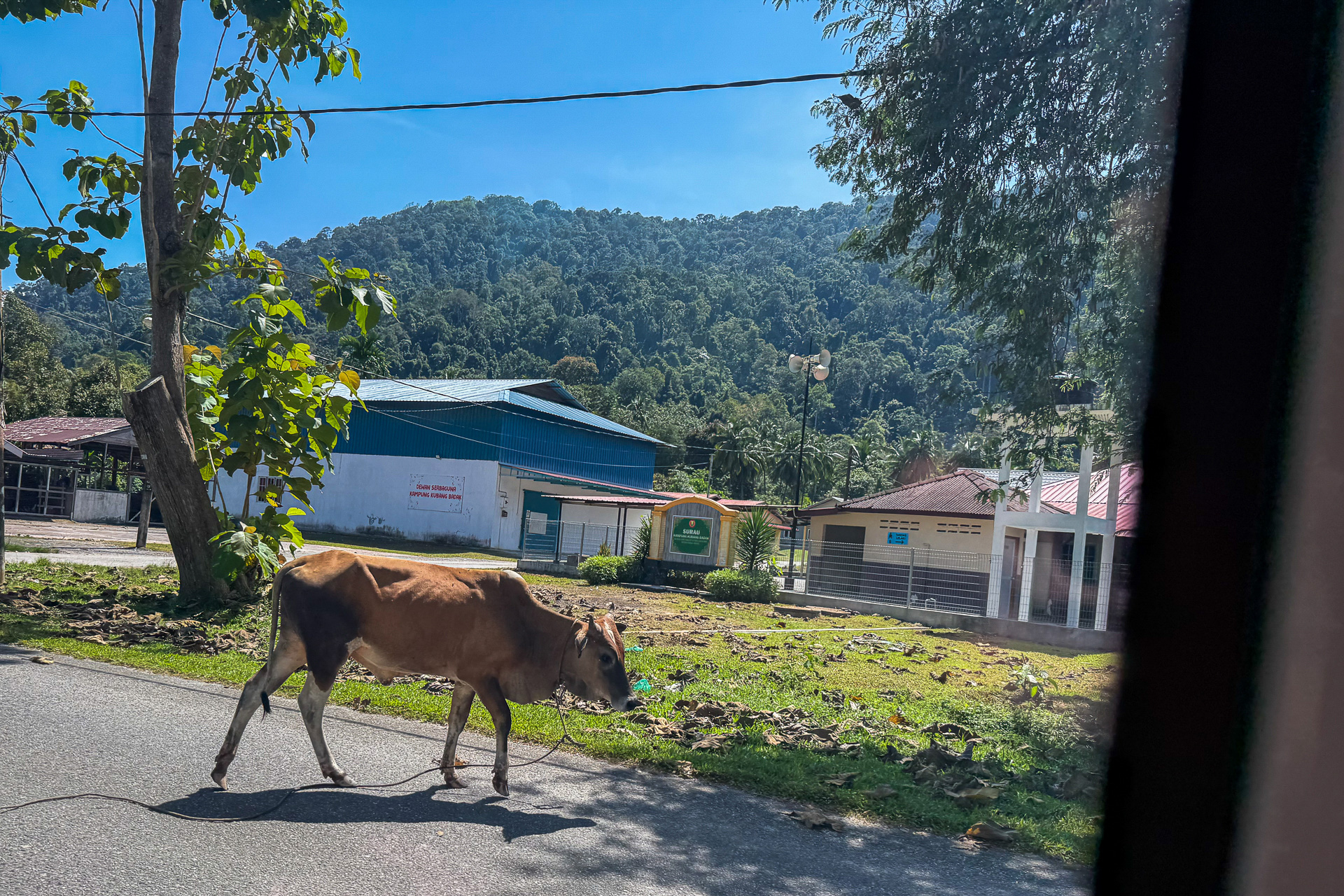 ドライブ中に見かけた牛。道端をのんびり歩いていました