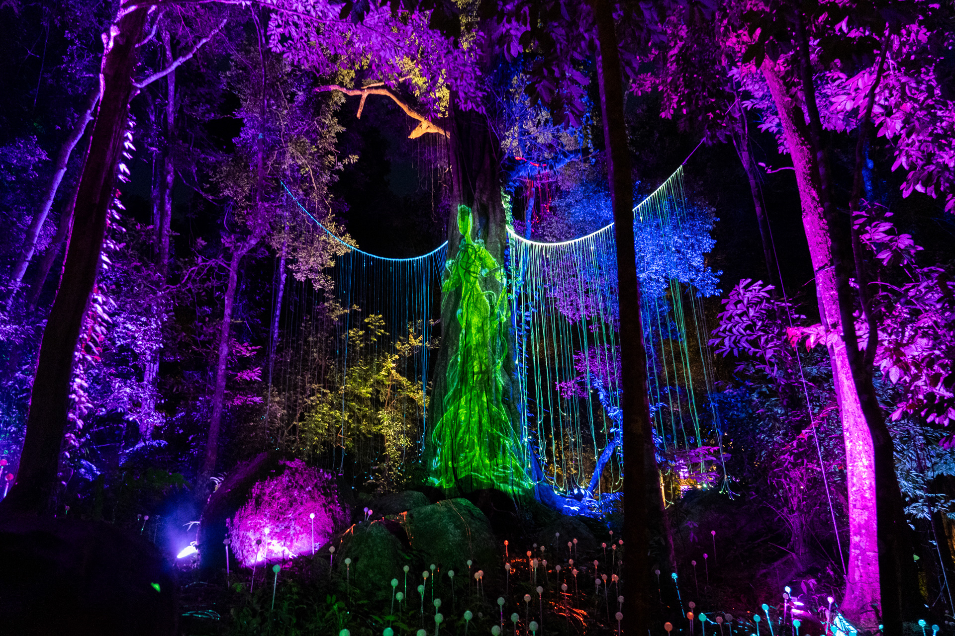 映像が木に投影されたりも。ライトアップされた森を散策しているだけでも気持ちいい