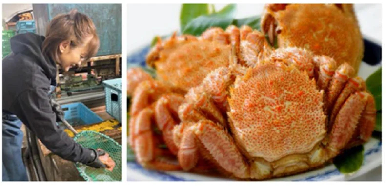 「HOKKAIDO ～NORTHERN COASTLINE～」で提供する長万部・横手商店の毛カニ