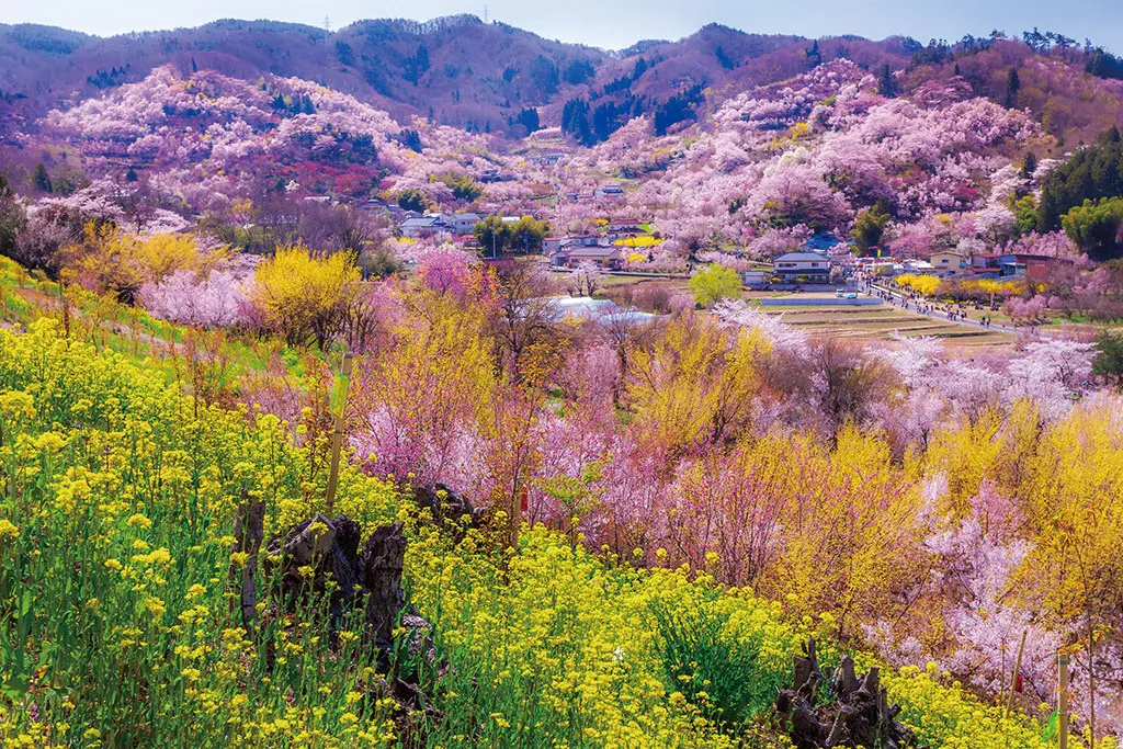 「大ゴッホ展 夜のカフェテラス」鑑賞と福島の桜名所「花見山公園」「三春滝桜」