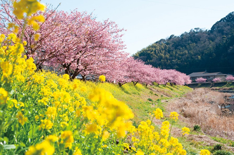春らしさを感じる絶景ランキングが発表。写真は1位の「みなみの桜と菜の花まつり」