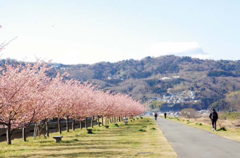 2位「城山さくら」。桜を眺めながら散策・サイクリングが楽しめる