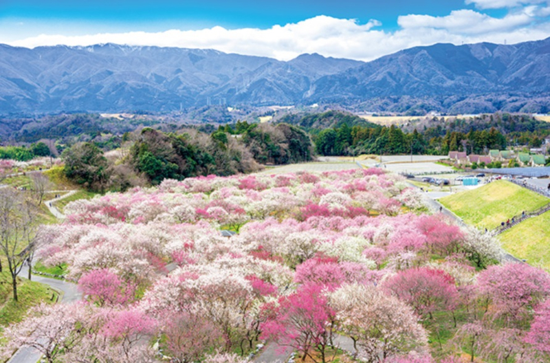 3位「いなべ市農業公園」。約50品種・2000本の梅が咲く