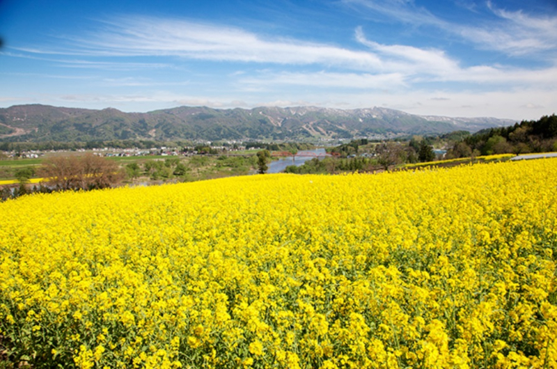 4位「菜の花公園」。千曲川東岸の丘に広がる菜の花