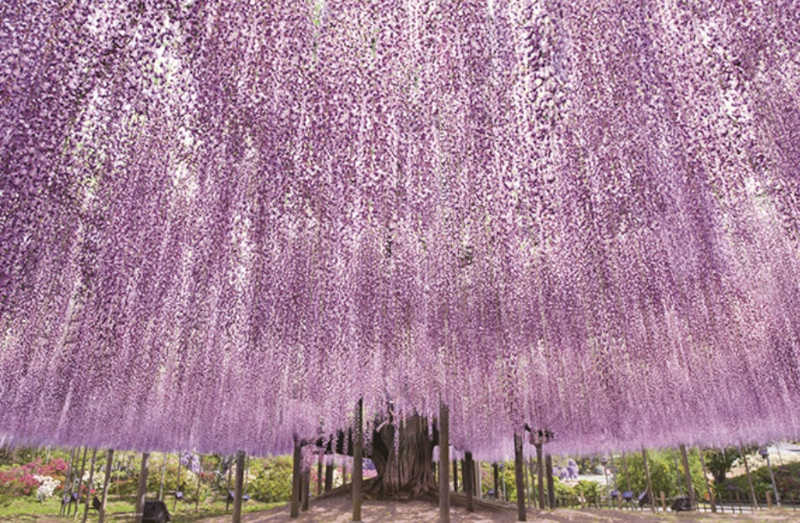 5位「あしかがフラワーパーク」。園のシンボルである大藤