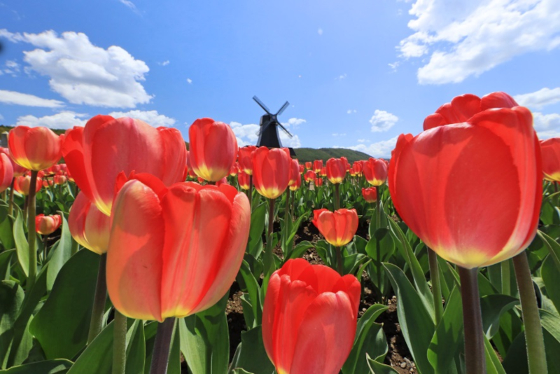 6位「かみゆうべつチューリップ公園」。広大な敷地に約200品種のチューリップが咲く
