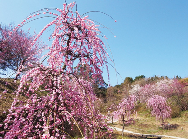 7位「広田梅林ふれあい公園」。13品種・約450本の様々な梅を楽しめる